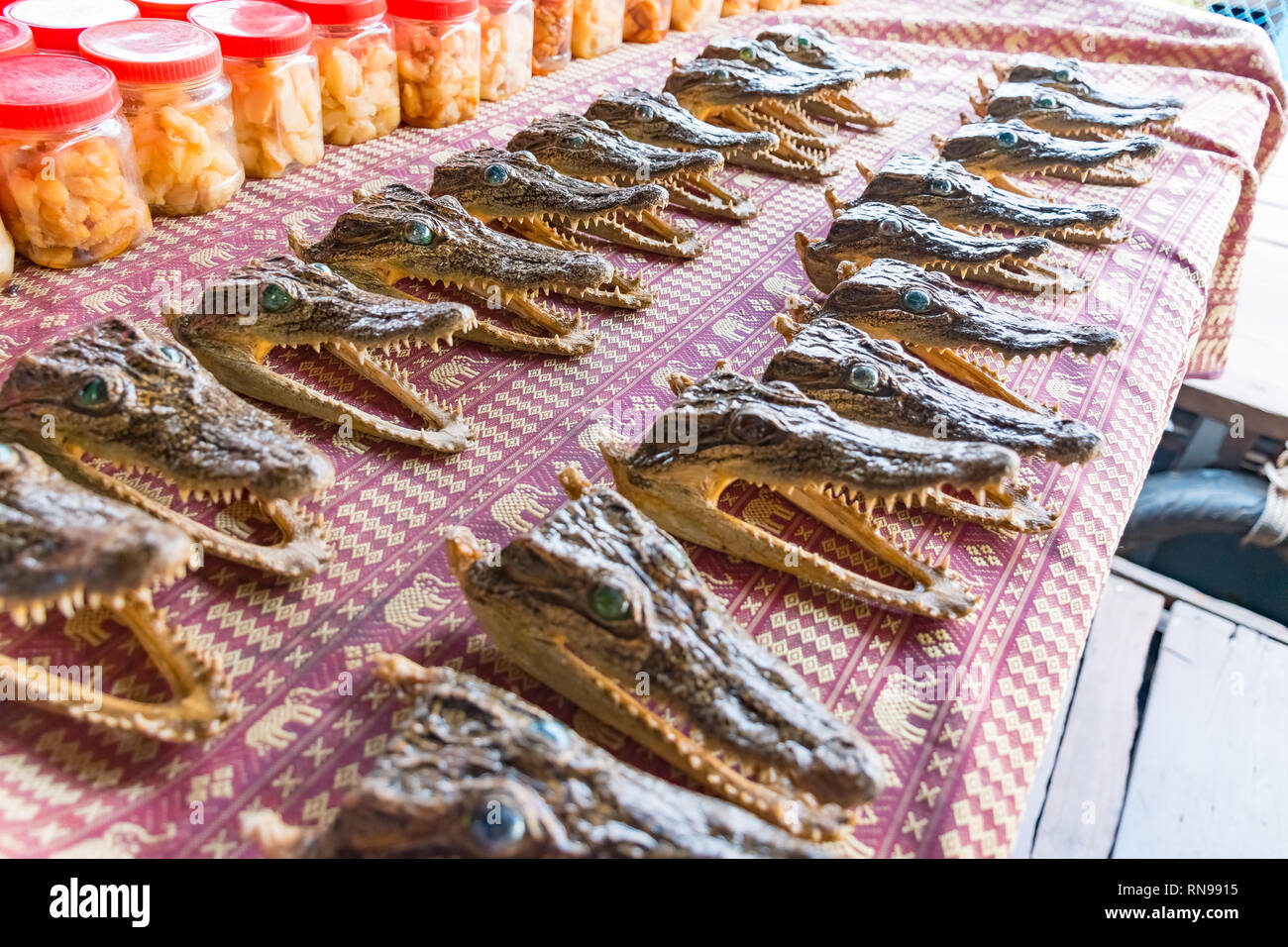 Les crocodiles dans une ferme au village flottant sur le lac Tonlé Sap à l'Unesco, Siem Reap, Cambodge Banque D'Images