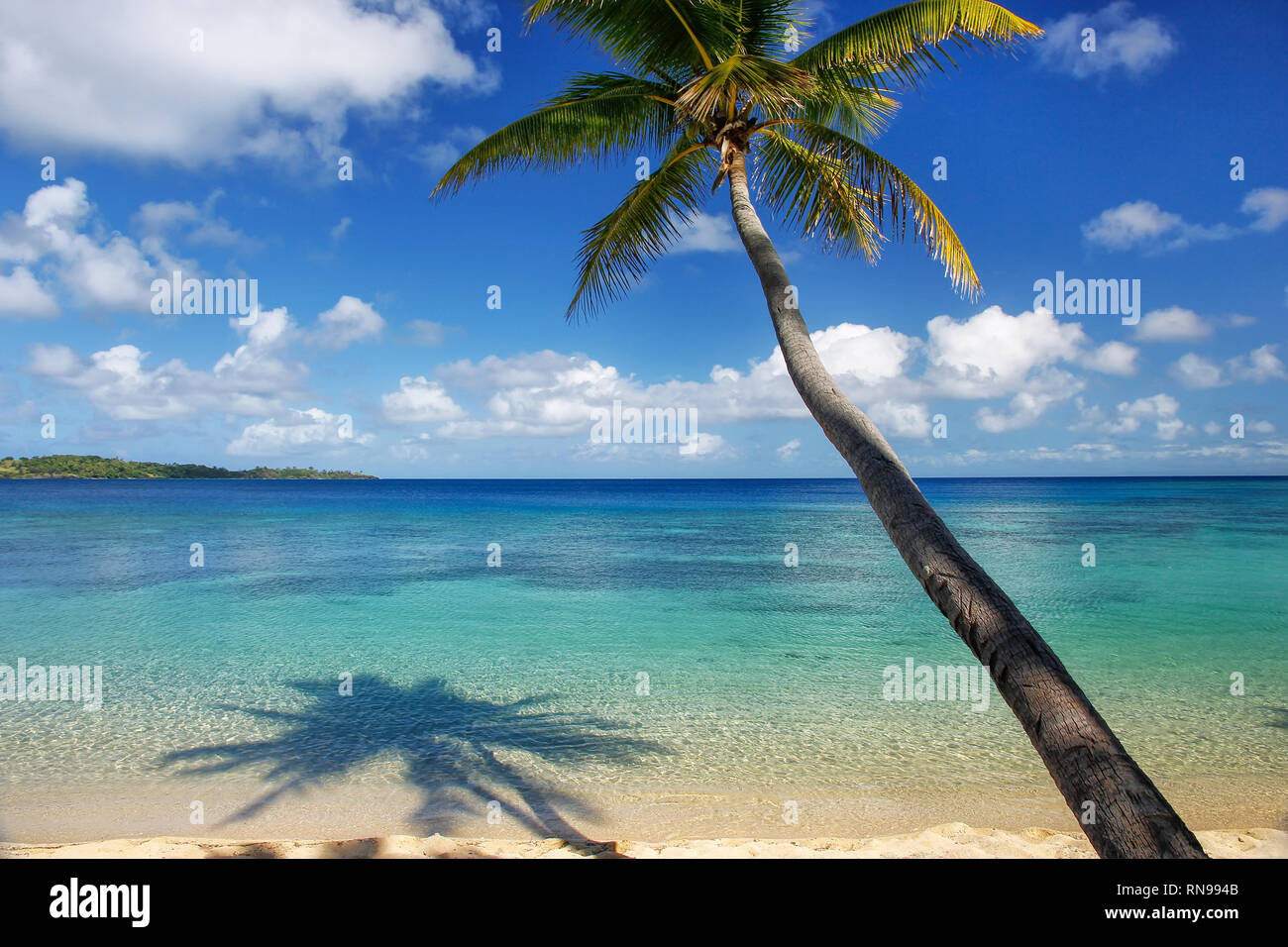 Palmier sur la plage de sable blanc Banque de photographies et d’images ...