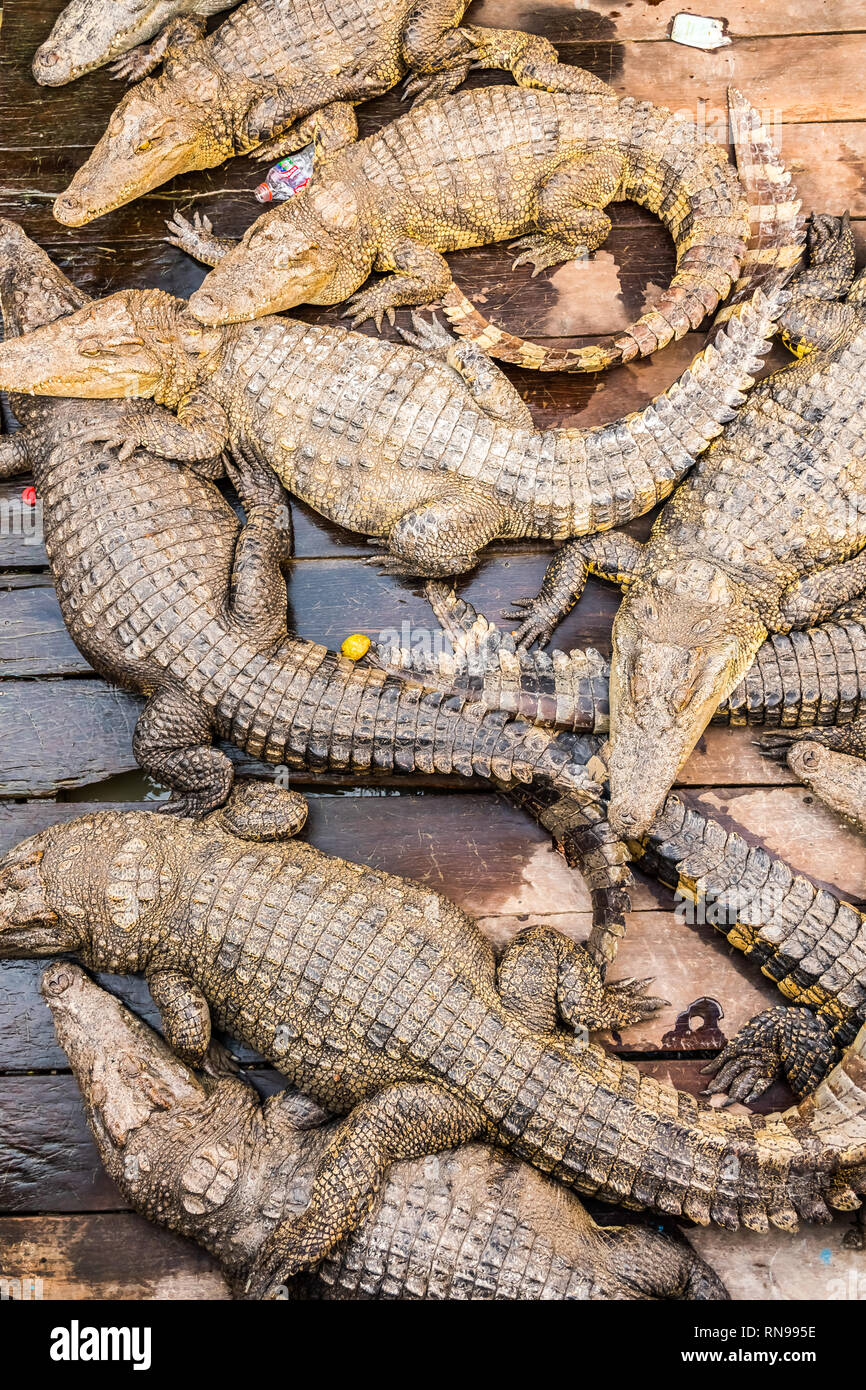 Les crocodiles dans une ferme au village flottant sur le lac Tonlé Sap à l'Unesco, Siem Reap, Cambodge Banque D'Images