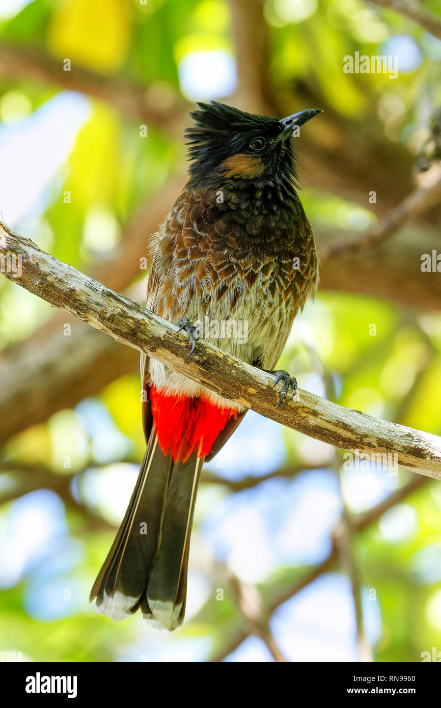 Red-ventilé (Pycnonotus cafer bulbul) assis sur un arbre, Fidji Banque D'Images