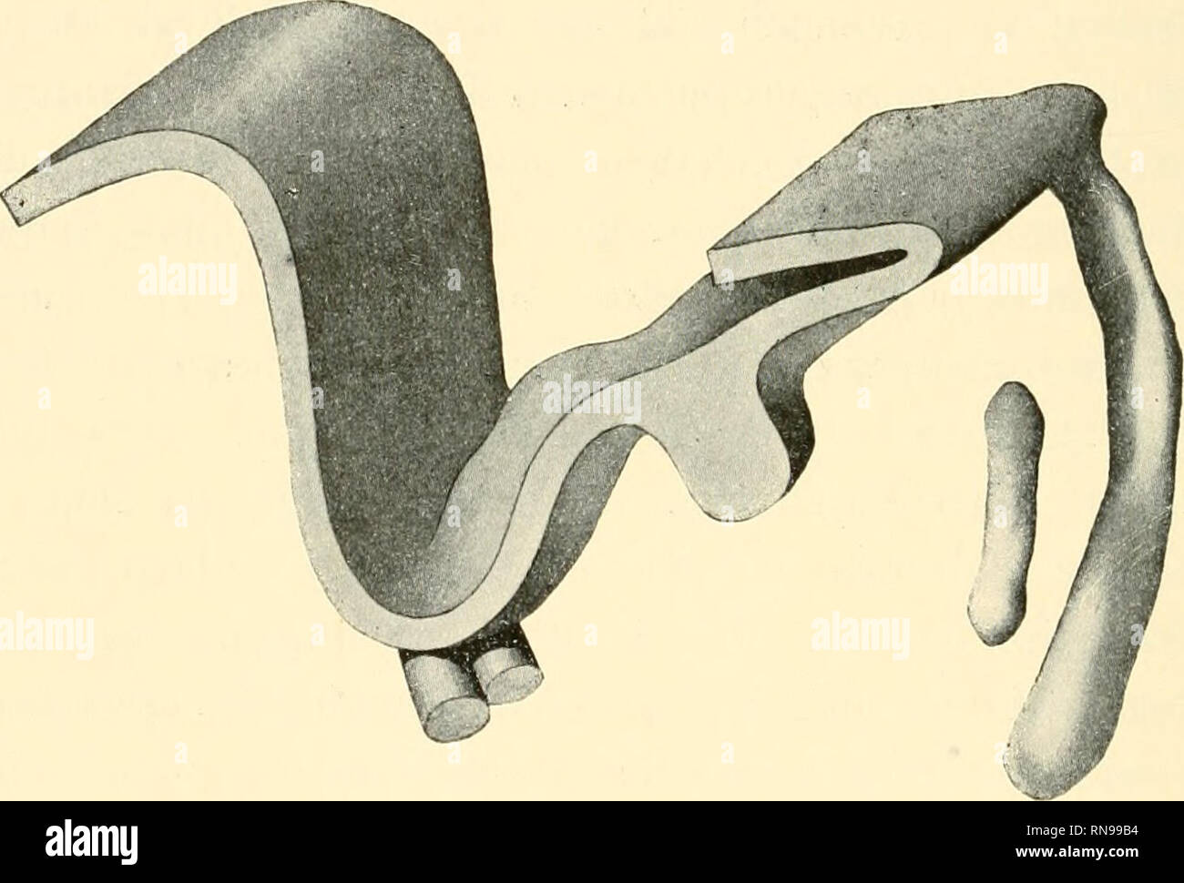 . Anatomische Hefte. 74 Hans ist länger und MORAL.  gewordeii iinrl stärker, zeigt deutlich die dreh- forme des Epithelganges runde, die ui der Nähe der embouchure am schwächsten, am Ende ist aber am stärksten. Zehien Krümmungen die ein- vielleicht sind nicht so deutlich ausge- prägt als im- ziivioi Stade aui, heslen ist noch die Biegung nach der Mitte zu erkennen. Kine Verlängerung der (lesamt drüse- et X'orstadium kann vom .Modell al)geleseu werden, es nniss aber festgestellt werden, dass der Grössen- uiderschied in diesem tant la plage absolut relatief. Fig. 6. Modell de Banque D'Images