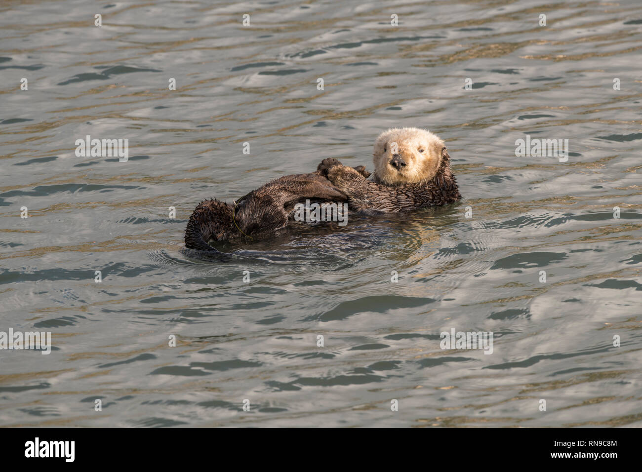 La loutre de mer de Californie Banque D'Images