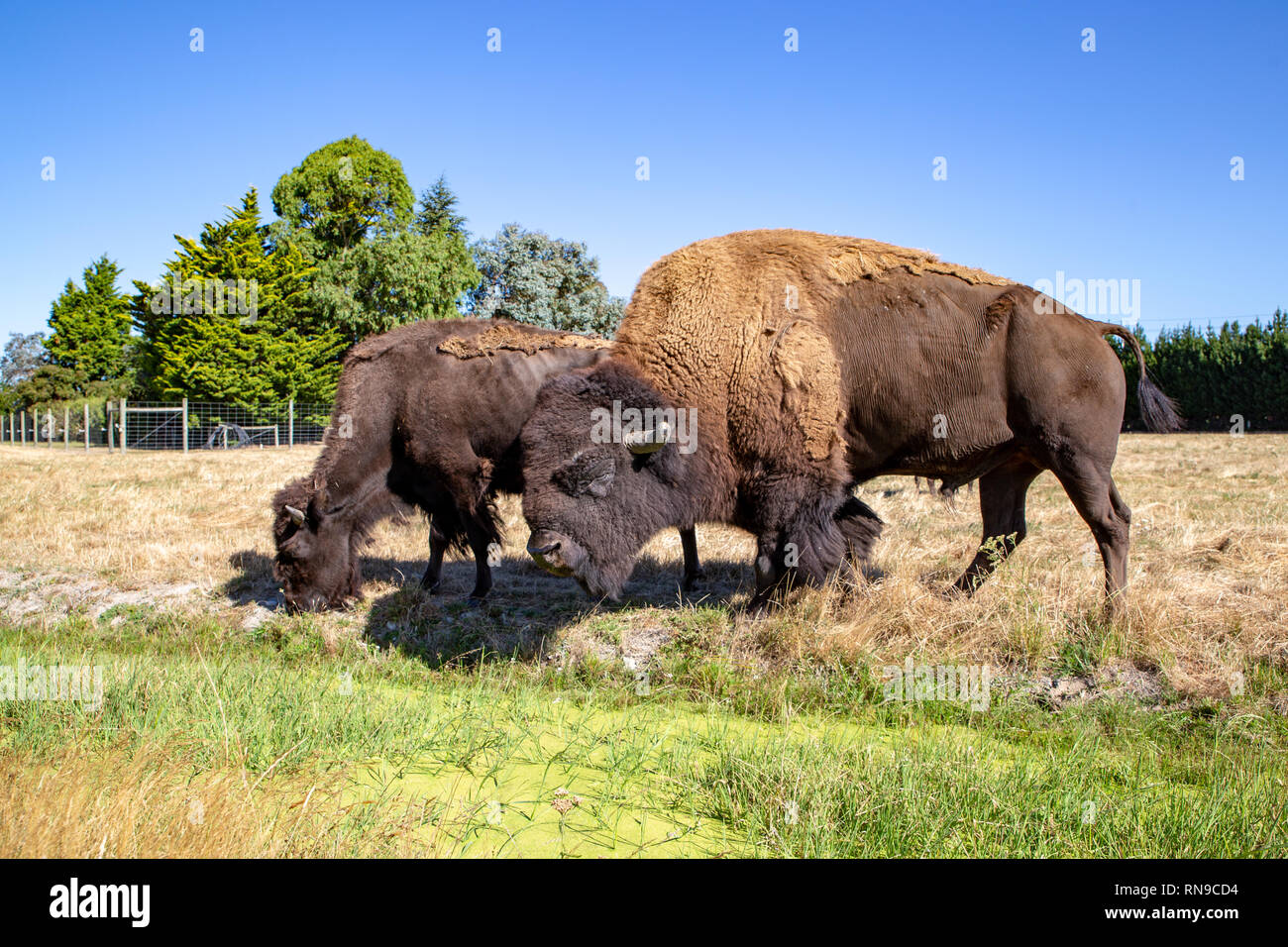 Bison d'Amérique paissant dans un champ au printemps, Canterbury, Nouvelle-Zélande Banque D'Images