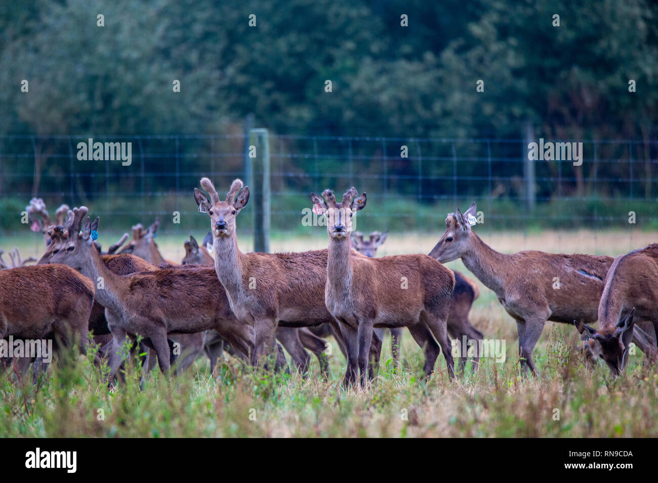 Cerfs de Virginie sur une ferme avec ses bois de velours en croissance qui produisent pour l'exportation de viande et de gibier. Banque D'Images
