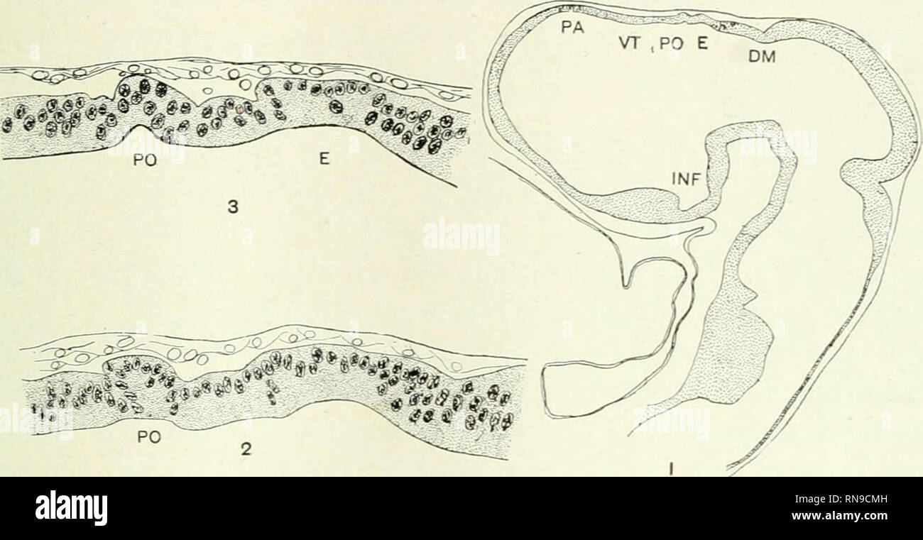 . Le dossier anatomique. Anatomie Anatomie ;. PARAPHYSIS AXD RÉGION PINÉALE DE SNAKE 611 abréviations ACC, processus à partir de la toiture de la di- encéphale marquant l'attachement de l'accessoire d'organes pariétal. Paraphysis ACP, ACCESSOIRE BV, vaisseau sanguin CH, DCP, l'hémisphère cérébral diencephalic DI plexus choroïde, diocoel DM, di-groove mésencéphalique E, FM, de l'épiphyse foramen de Monro IXF, infundibulum, LCP plexus choroïde latéral P paraphysis paraphysal, PA, PC, arch commissure postérieure PO, organe pariétal commissure supérieure SC, TM, le télencéphale TP, d'un quelconque moyen tuberculum TT, torus transversus VT Banque D'Images