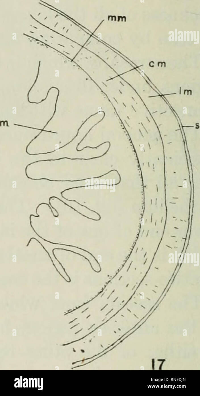 . Le dossier anatomique. Anatomie Anatomie ;. * ? ?&Gt ;./'.• •Ce 3°''fcla oo une sorte / v &gt ; 16. Fig. 16 Partie de la muqueuse de la région antérieure du petit intes- tine de l'animal hibernating, sous un fort grossissement. La partie supérieure de la figure montre une partie d'un gland couper longitudinalement, la partie inférieure de la figure montre un autre gland coupés transversalement ; e, l'épithélium ; tp, tunica propria. Fig. 17 L'ébauche d'une transsection du mur de la région moyenne de l'intestin grêle de l'alimentation animale, sous faible grossissement ; dans la muqueuse ; d'autres lettres, comme dans la figure S. comme la moitié de la Banque D'Images