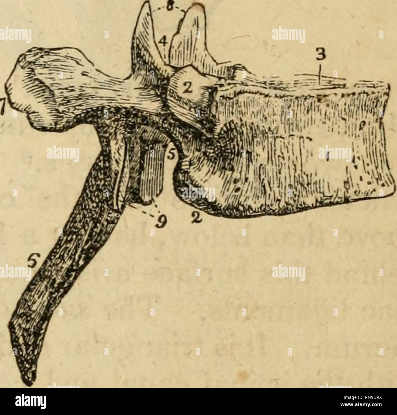 . Un recueil analytique des différentes branches de la science médicale, pour l'utilisation et l'examen des étudiants. Anatomie ; physiologie ; chirurgie ; l'obstétrique ; médecine ; Materia Medica. Les os du tronc. 17 Le milieu tout droit ligament, et sur les côtés de la pointe il y a une forme plate pour la fixation d'un modérateur des ligaments. Ce pro- cess est lisse à l'avant où il touche l'arc de l'atlas et aussi à l'origine où le ligament transverse joue. Lors de ce processus, la tête pivote. L'oblique supérieur jjrocess est circulaire et légèrement convexe. L'apophyse épineuse est longue et bifide. Le sixt Banque D'Images