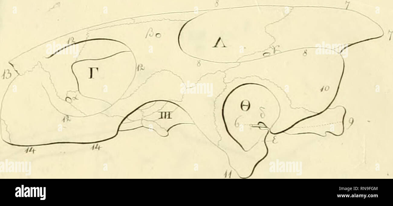 . Anatome testudinis Europaeae. Les tortues marines -- Anatomie. jir. Veuillez noter que ces images sont extraites de la page numérisée des images qui peuvent avoir été retouchées numériquement pour plus de lisibilité - coloration et l'aspect de ces illustrations ne peut pas parfaitement ressembler à l'œuvre originale.. Ludwig Heinrich Bojanus,, 1776-1827. Impensis Vilnae : auctoris, typis Josephi Zawadzki Banque D'Images
