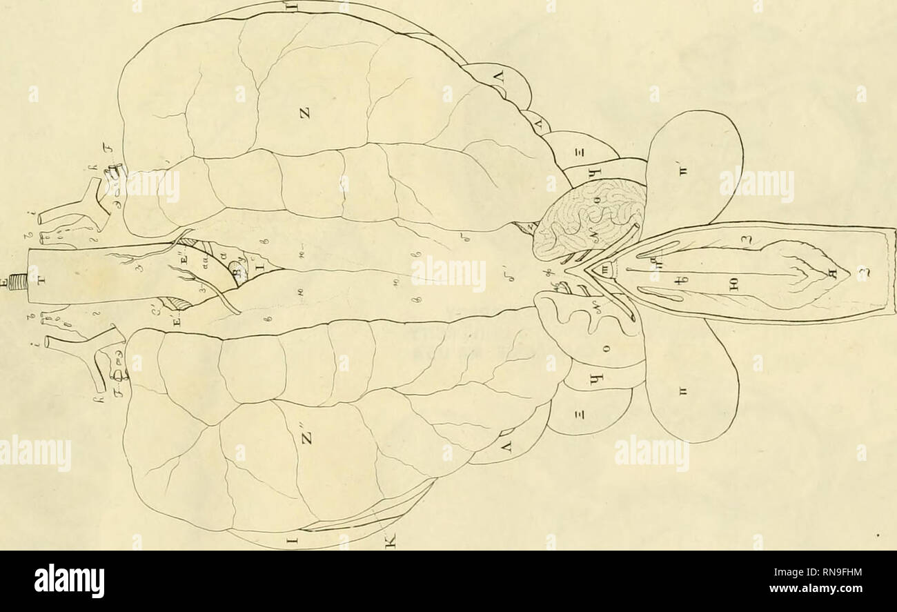 . Anatome testudinis Europaeae. Les tortues marines -- Anatomie. . Veuillez noter que ces images sont extraites de la page numérisée des images qui peuvent avoir été retouchées numériquement pour plus de lisibilité - coloration et l'aspect de ces illustrations ne peut pas parfaitement ressembler à l'œuvre originale.. Ludwig Heinrich Bojanus,, 1776-1827. Impensis Vilnae : auctoris, typis Josephi Zawadzki Banque D'Images