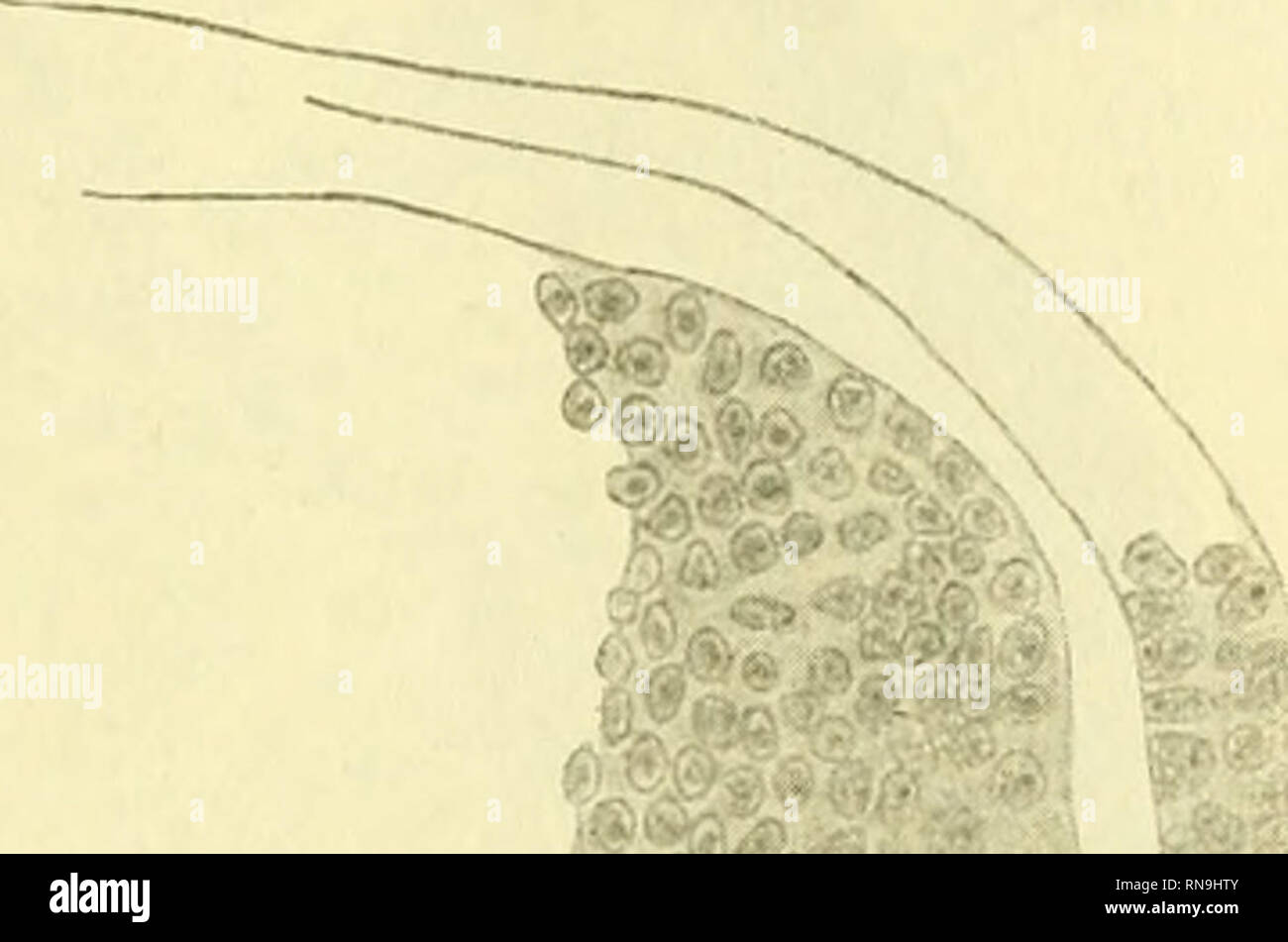 . Anatomischer Anzeiger. L'anatomie, l'Anatomie Comparée ;, comparatif. 203. /Nc neuroporus et organe olfactif chez les embryons de poussins, qui mesure C. (4) de KuPFFER a confirmé en ce qui concerne l'Acipenser. L'ectoderme est vu considérablement épaissies et est toujours connecté avec le cerveau en un seul endroit par rangées de cellules. Les cellules de l'organe se compose sont généralement encore rond et ont l'apparence de tis- sue embryonnaires ordinaire mais, ici et là parmi les cellules con- necting l'organe et le cerveau (Fig. 2 N C) 2i la cellule peuvent être trouvés qui a une forme allongée en commençant à envoyer des processus. L Banque D'Images