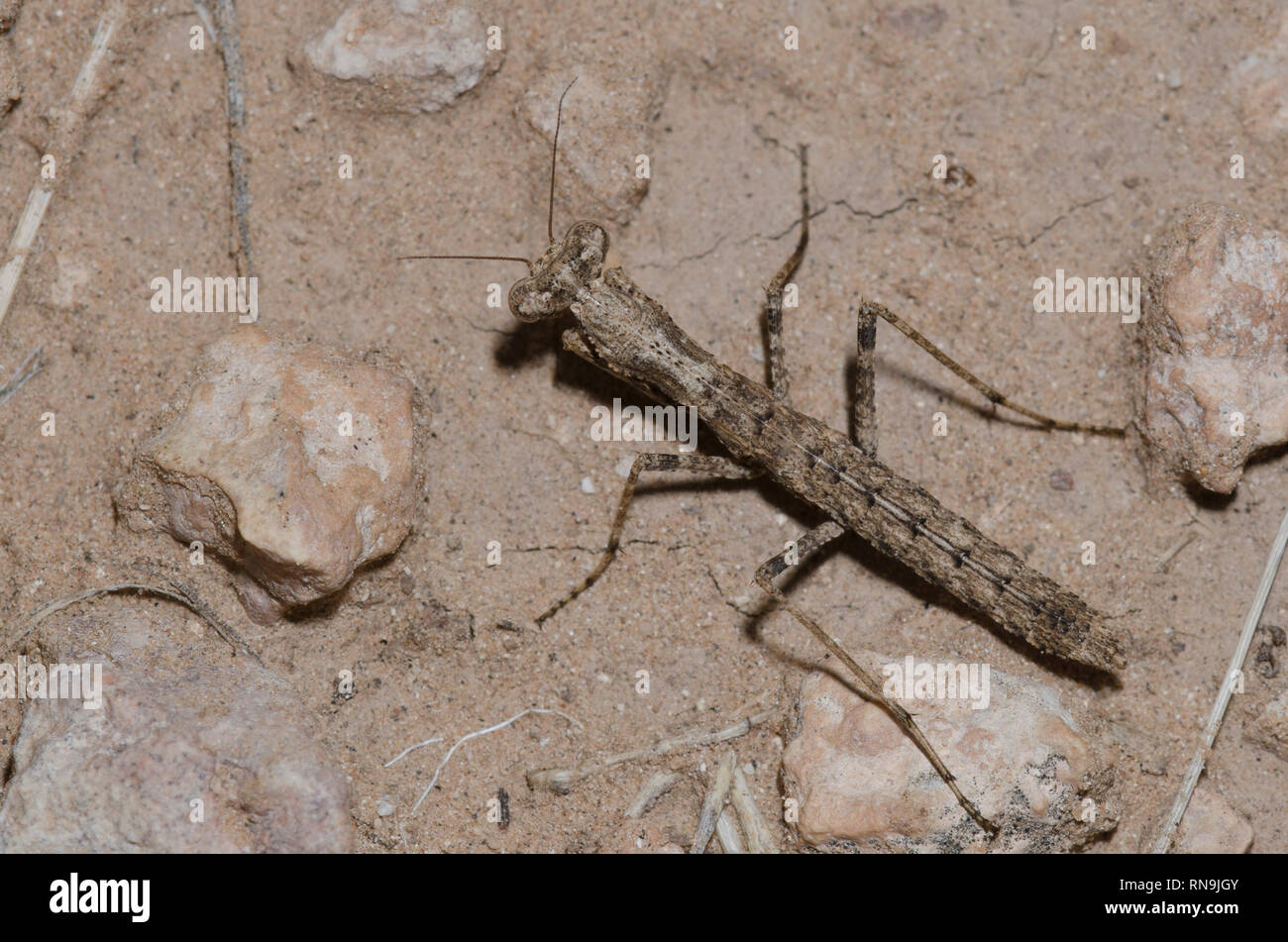 Mante au sol, Litaneutria skinneri, immature Banque D'Images