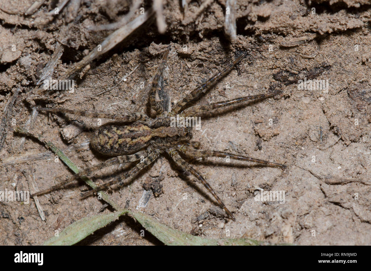 Wolf Spider, Alopecosa kochi Banque D'Images