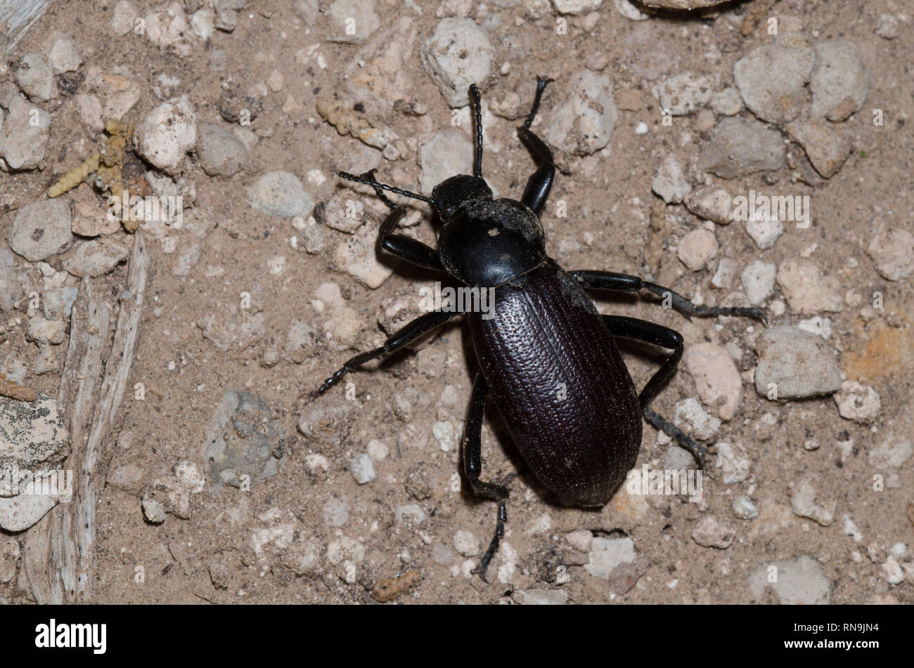 Darkling Beetle, Eleodes obscurus Banque D'Images