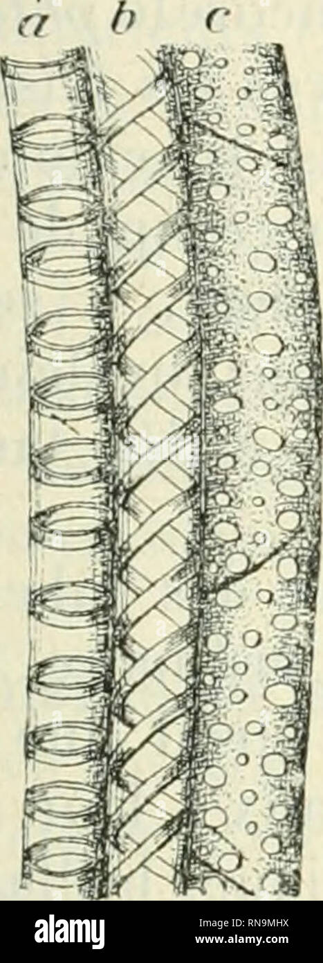 . Anatomie et physiologie végétales à l'usage des étudiants en sciences naturelles des universités, des élèves à l'Institut agronomique, des écoles d'agriculture, etc. anatomie végétale ; physiologie végétale. CYIJNDRIi dicholonu CKNTRAL^ 23 racines's, (|ui n'en rciifcrnieiit qu'un seul ; 11 srlt'xo à faire. 20 et Ix'aucoLip plus, chez diverses Monocolylédones conmie, les Graminées, les Liliacées, et surtout chez les l^alniiers, où il peut dépasser une centaine. Dans ces ra- cines à nonihreux faisceaux ligneux, chacun d'eux se réduit d'ordinaire à quatre ou cin([ thérapeutique (maïs, blé, fig-. :J08, g). Dans Banque D'Images