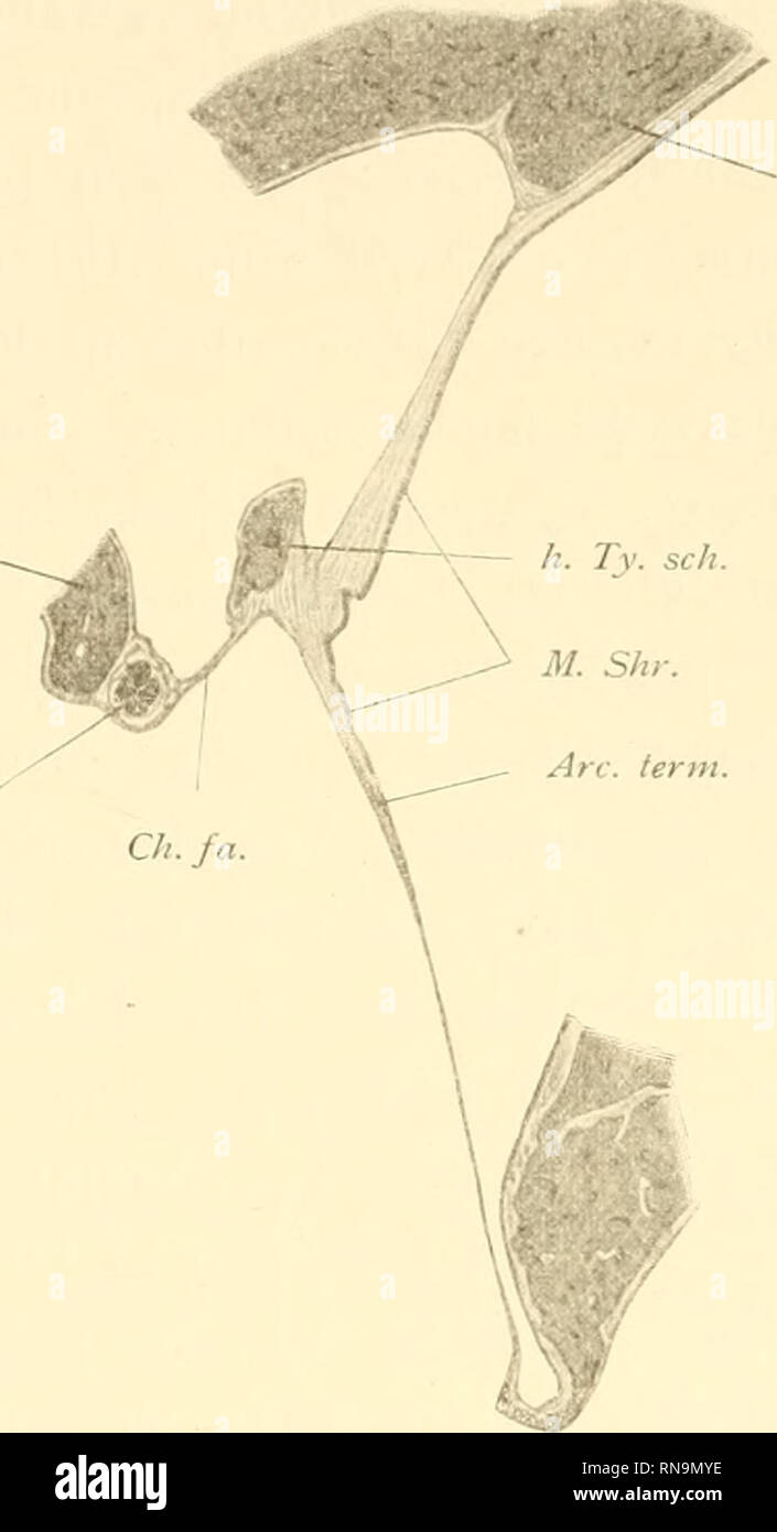 . Anatomische Hefte. Beiträge zur vergleichenden des Gehörorgans Säuger pot du der. 379 Fig. 23. Pctr. Ty Ch... Sqiiaiii. L'ali Shrapn sehe Membran Chorda und bei Cervus elaphus. Vergr. 5 fach. Squam. : Squamosum. - Petr. : Petrosum. - H. Ty.. seh : ferienwohnungen hillbrand Tympanicum- schenkel. - Sont à long terme.. : Grenzbogen. - M. SHR. : Shrapnellsehe Membran. - Ch. fa. : hintere Chordafalte. Ty - Ch.. : Chorda timbales. An der Fläche ventralen folianus findet isich Processes in der Nähe der Glaserspalte Knorpelrest ein. Schehüich lícito- ist die Topographie des Dockknoeheus, aus welchem The fohanus der des Hirsc Banque D'Images