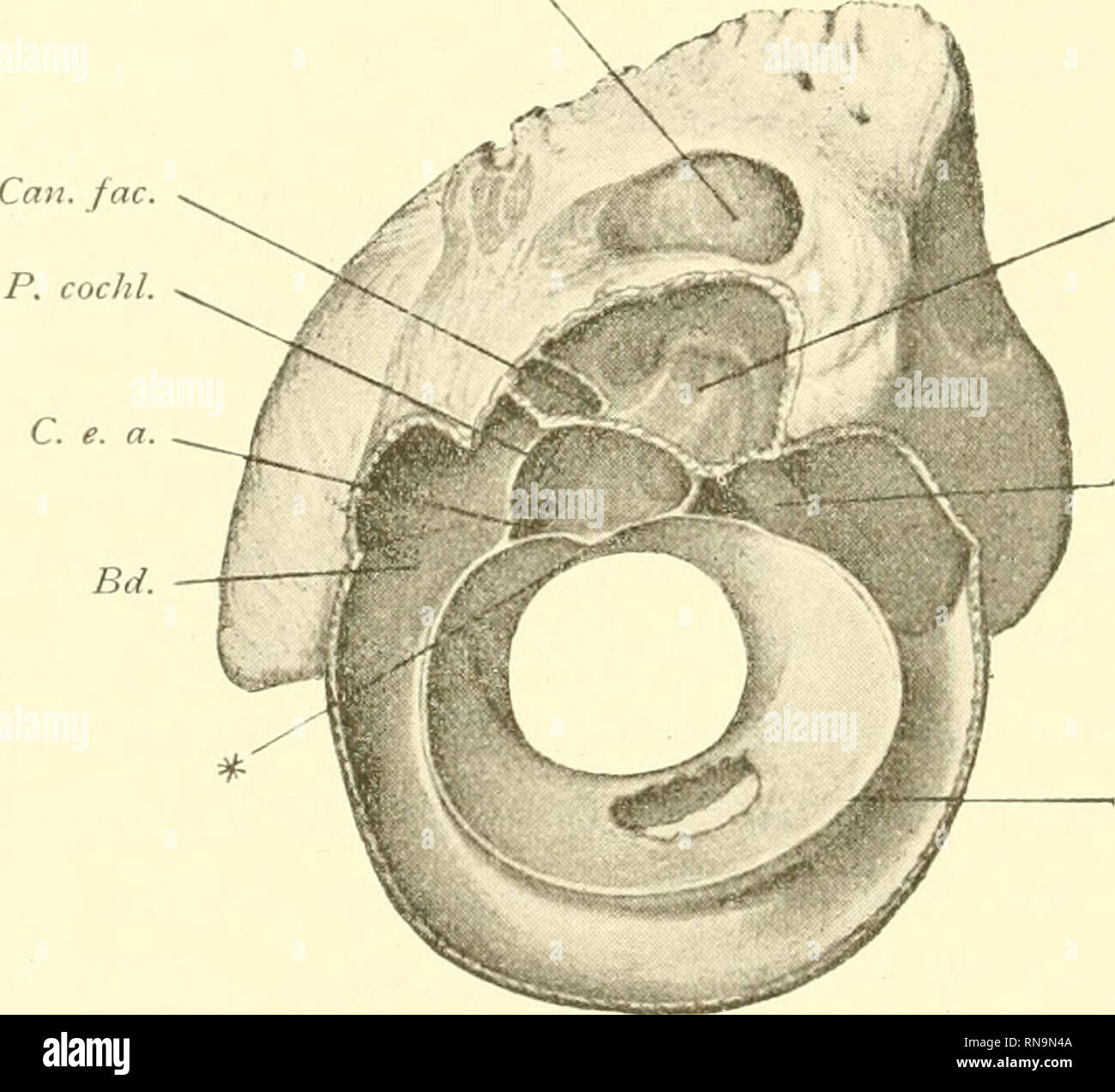 . Anatomische Hefte. 346 (lUSTAV nusgehenden lateralen BONDY, Wand des Recessus epit3mipanicus gestelltes (vertikal Tegmen tympanique, resp. Crista parotica- primordial des crânes) erfolgt. Es wird das auch aussi Petrosum zur être grenzung- dieses Recessus, aus welchem die epitympanalen Nebenzellen hervorgehen, verwendet. Fig. 9. Subarc F... Lab. Can. aec. Cr. ty. Pankeiibülileiiwand Gehörgangsteil Laterale und des Tympaiiicum bei Cavia cobaya. Hechte Seite von innen. Vergr. 4 fach. Cr.. Ciista tympanica ty :. - Lab. : labyrinthe. - F. subarc : Fossa subarcuata. - ('An. AEC : Canalis facialis. - P coch Banque D'Images