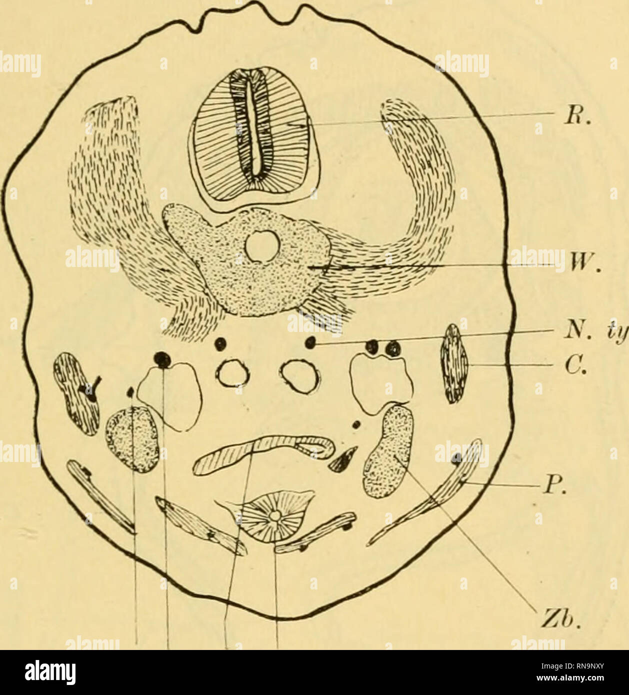 . Anatomische Hefte. Beiträge zur vergleichenden 515 Lnnig Entwickelungsgesehichte etc. Schicht verbunden sind. Diese Verbindung ist aber, wie die Entwickelungsgesehichte beweist, eine sekundäre. Main dans la main mit der Ausbildung des embryon geht die Ausbreitung der Muskelmasse dorsalwärts ventralwärts, bis sie und schliesslich fasl den ganze" umschhesst l'ESLA. Fig. 30.. XII. X. Oe. Tr. Querschnitt des Halses des Sperlingembryo von 11 mm. 56 fach vergrössert (um 1/3 verkleinert. E. llückeumark. W. Wirbelkörper. N. ty. N. tympathicus. C. M. (cucullaris dans demselben der linken Seite ist der erste Ce Banque D'Images