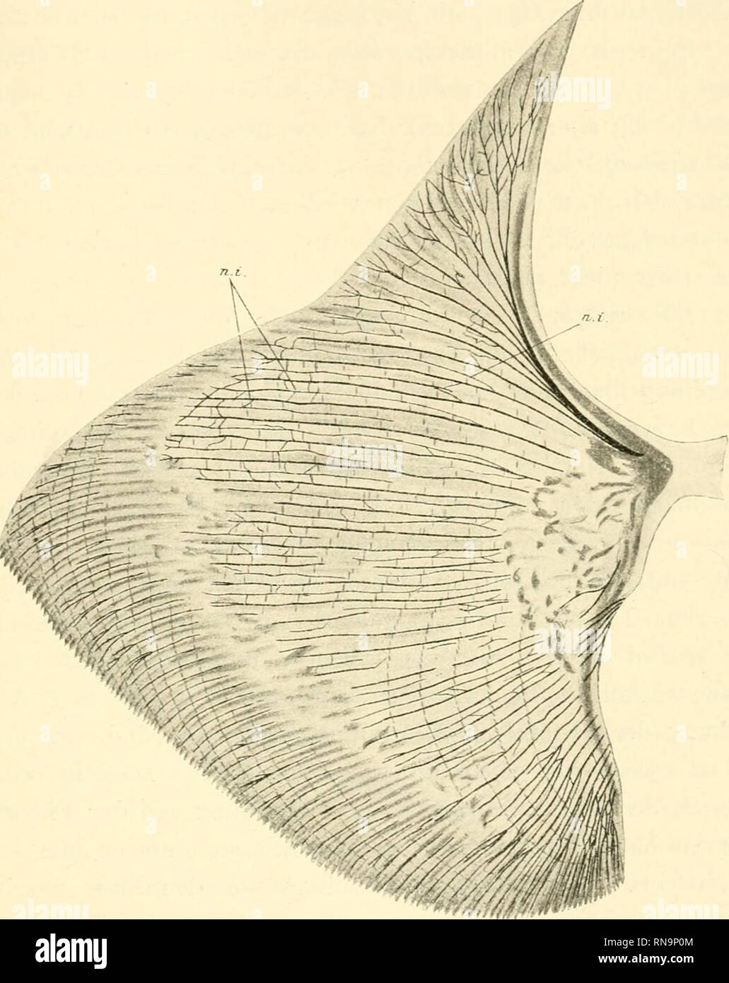 Anatomische Hefte. Untersuchungen über die Nerven .Muskeln und der  Brustflosse Textfigur 4 19 etc... den Andeutungen Streitschrift senneur en  hervorgeht, antworten, dass diese Müller ent Präparationsmethode Plexus  durch seine- fernt hat.