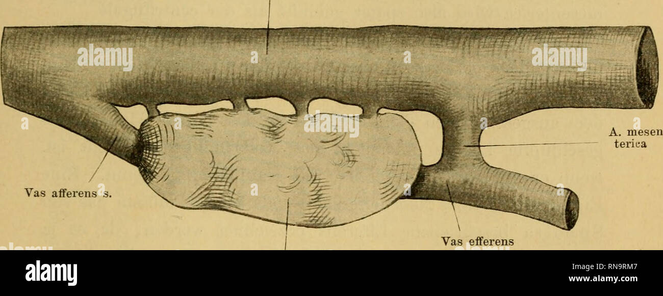 Anatomische Hefte. Beiträge zur Entwicklungsgeschichte der Salmoniden. 309  Den Höhepunkt der Elitwickelung Gefässversorgung hat die un glomérule des  Forellenembryo vom 54. Tage nach der Befruchtung erreicht. Die noch eine  geringe aorte