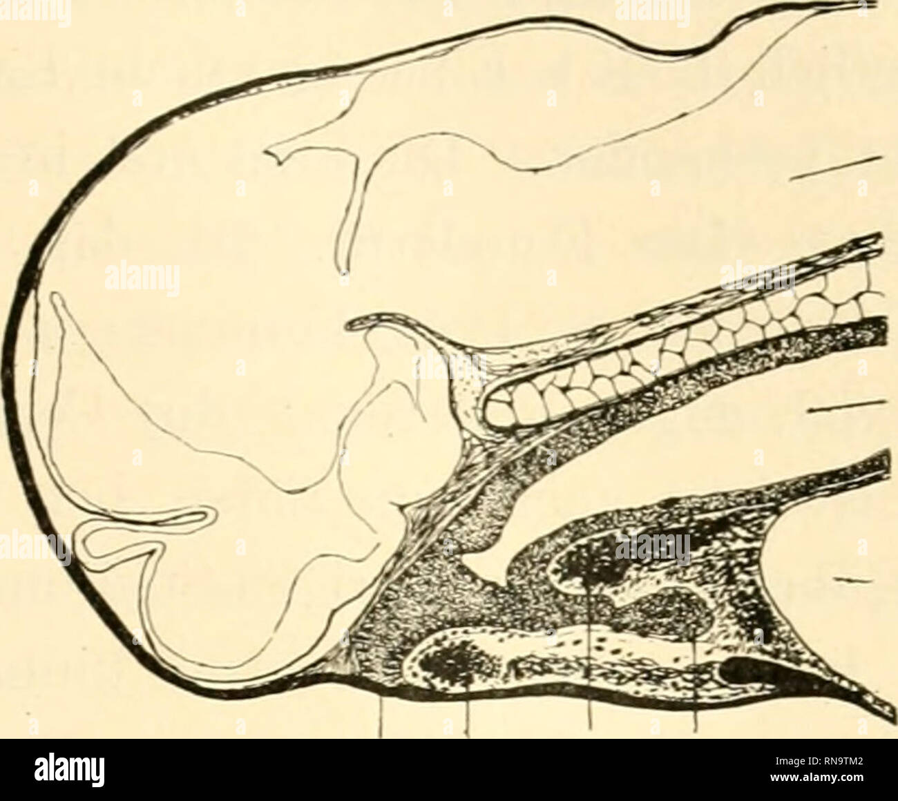 . Anatomische Hefte. Beiträge zur Entwickelung der Zunge. 555. Gehirn Darm Herz R.M. La CDP au Royaume-Uni. Thyr. Textfigur 8. AI edianschnitt durch den Kopf mit ca. 7,5 mm langen Larve von Triton cristatus. Das Bild zeigt noch keine eigentliche Rachenmembran, sondern am Ende des Darmrohres vorderen nur einen soliden, Zapfen von Entodermzellen, der bis un das hier mit einer schwarzen Linie ge- zeichnete invités reicht. Entoderm Die dem Eutoderm angehörigen Zellen zeigen die noch deutlich, Dotterkörnchen und sind im Bilde fein punktiert. Der Wulst über der branchial des copules- apparates ist schon deutlich nach v Banque D'Images