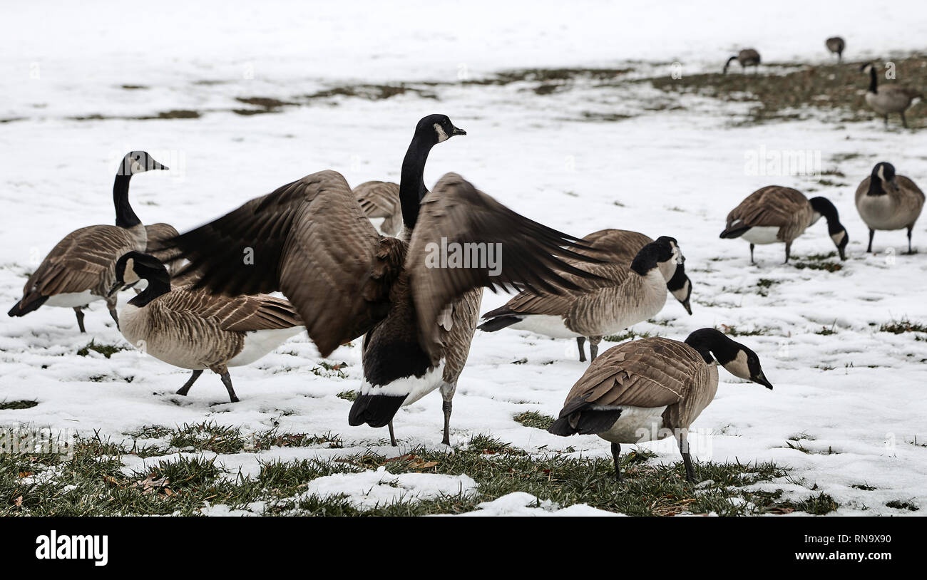 Un troupeau d'oies sauvages dans un parc avec de la neige au sol d'un d'entre eux fait battre leurs ailes. Banque D'Images