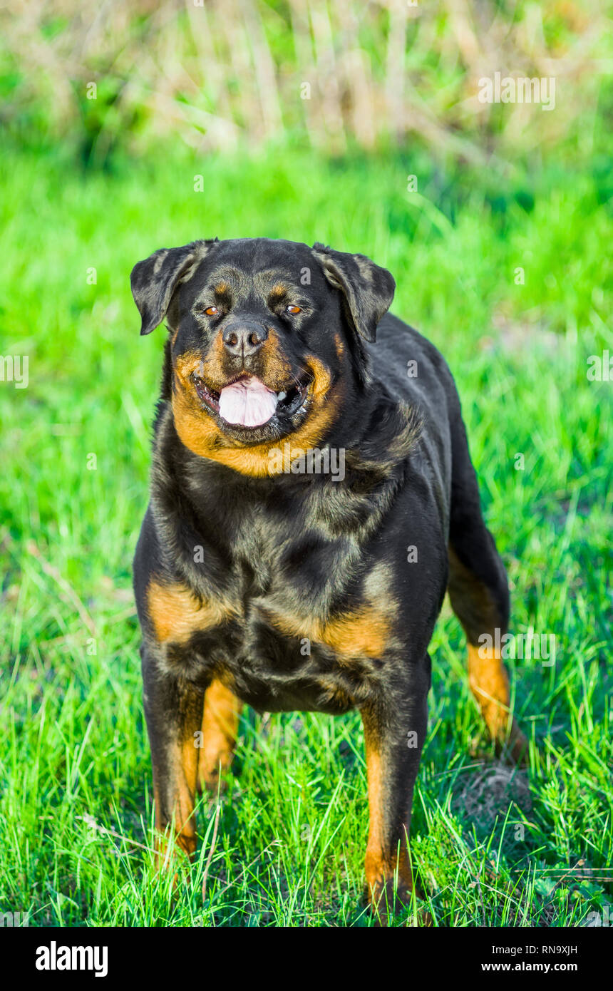 Portrait de chien Rottweiler Banque D'Images