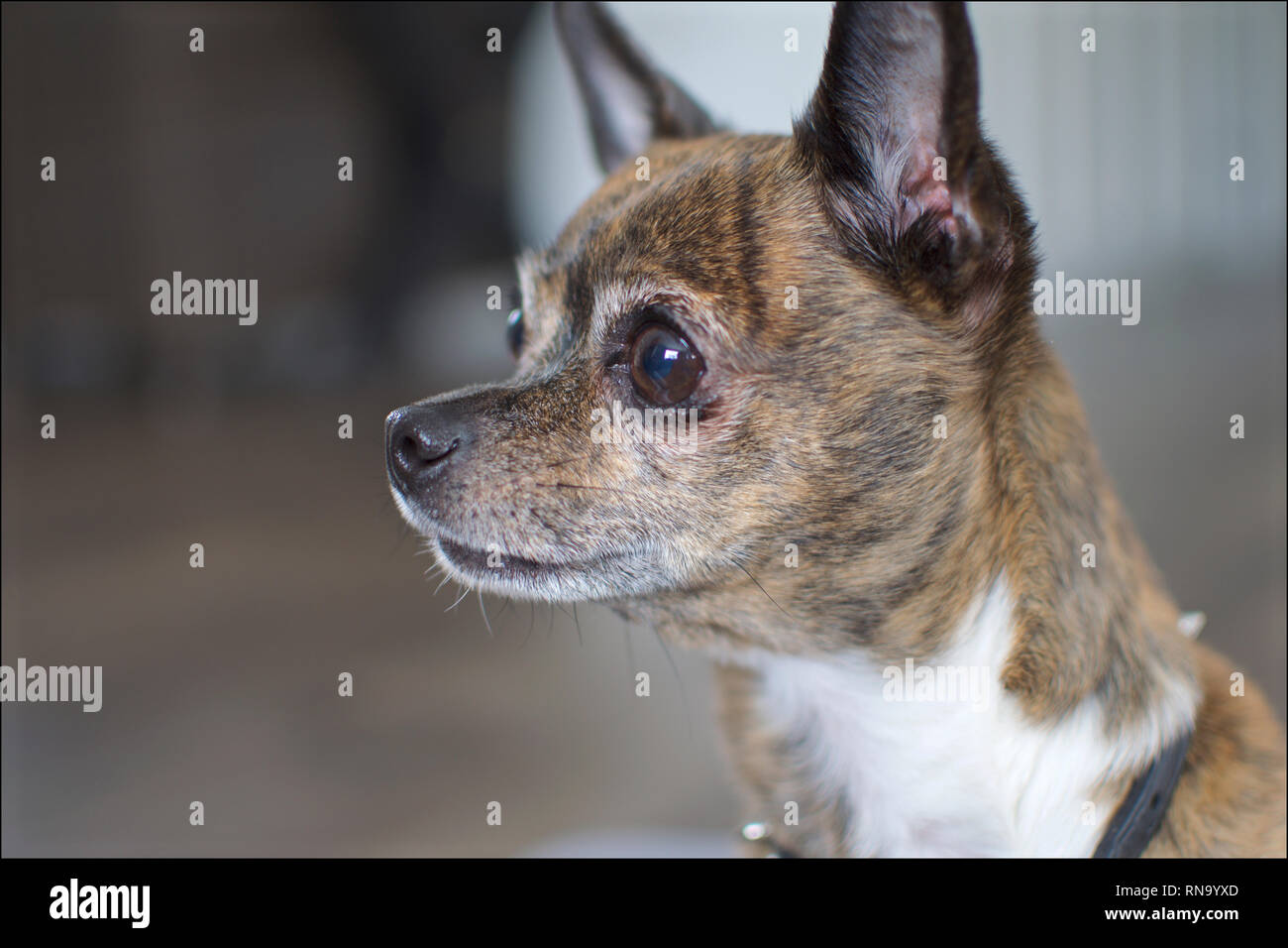 Un brindle deer head Chihuahua à regarder son maître, en attente d'un traiter avec une concentration intense est flou en arrière-plan. Banque D'Images