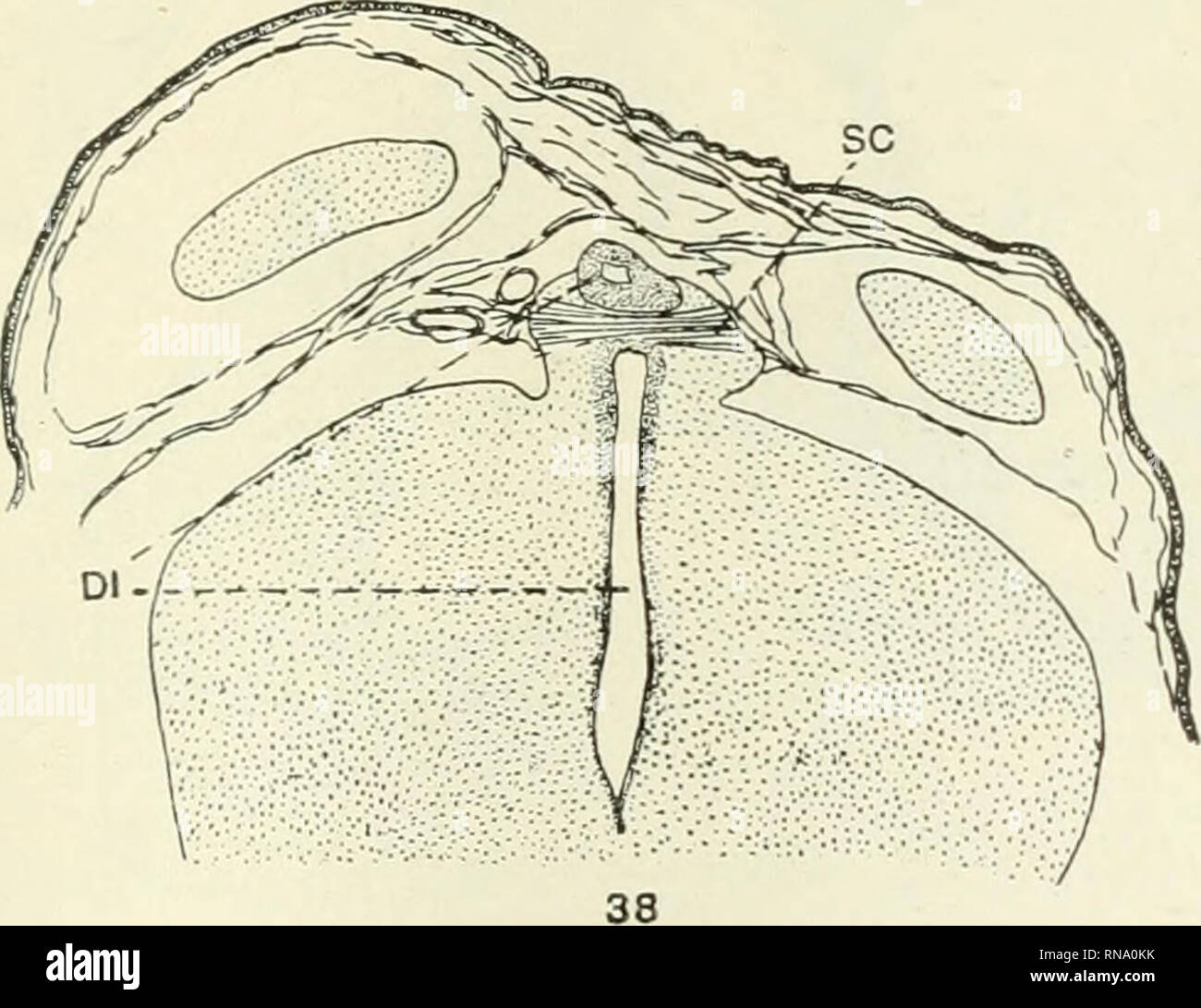 . Le dossier anatomique. Anatomie Anatomie ;. La commissure postérieure a augmenté beaucoup en taille et occupe la totalité du toit de la troisième ventricule de la tige très atten- uated de l'épiphyse en arrière de la partie antérieure du mésencéphale. La commissure supérieure est fortement développé, formant une projection distinctes du toit de le diencéphale (fig. 32). L'. fibres de l'commissure supérieure sont beaucoup plus longs que ceux de la partie postérieure et la courbe de l'avant vers leurs extrémités, présentant ainsi une concavité en face. Le diencéphale est très laterall comprimé5^ Ante- vant Banque D'Images