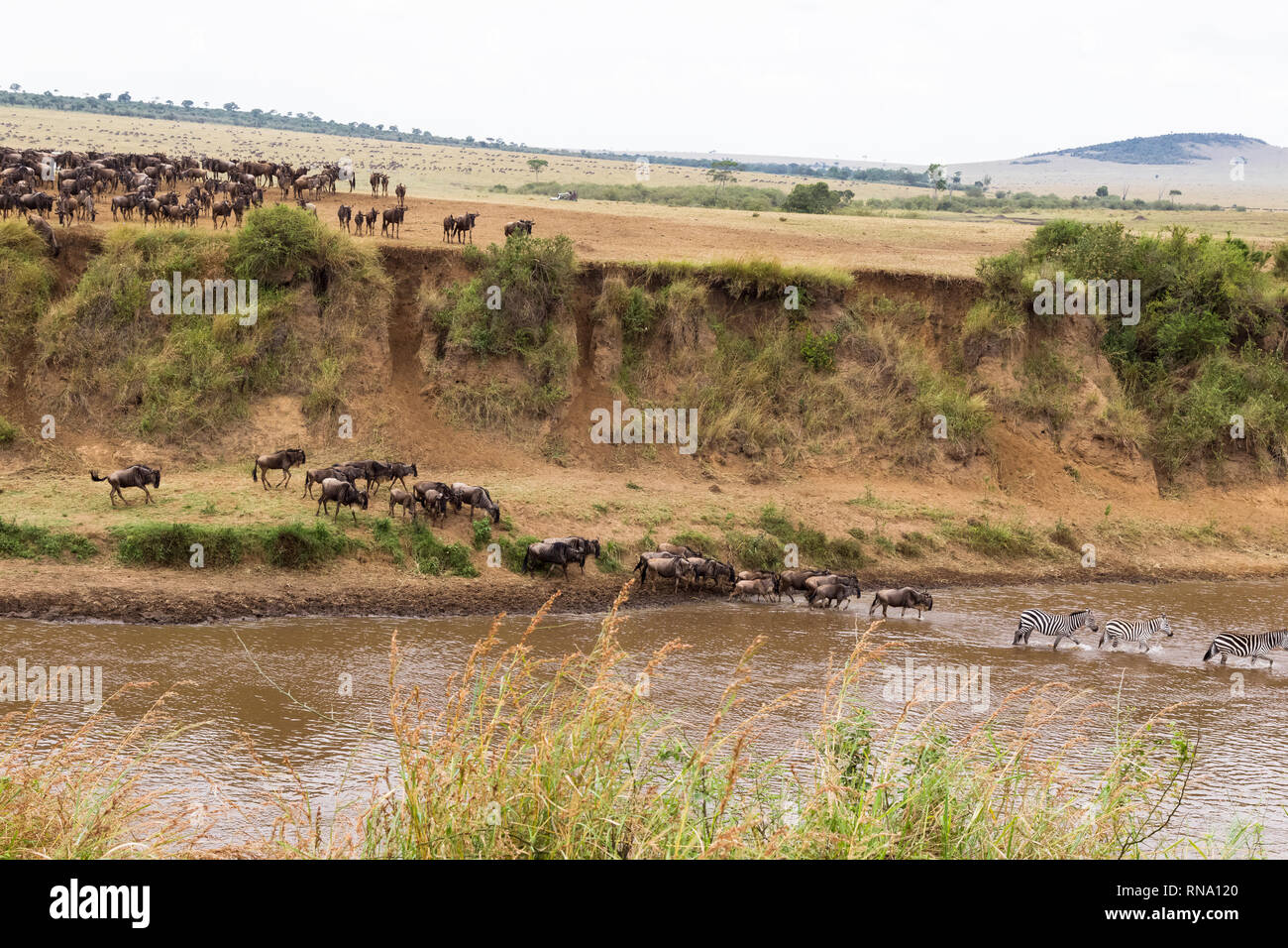 Beaucoup d'animaux à sabots sur la rive. Départ pour la traversée. Kenya Banque D'Images