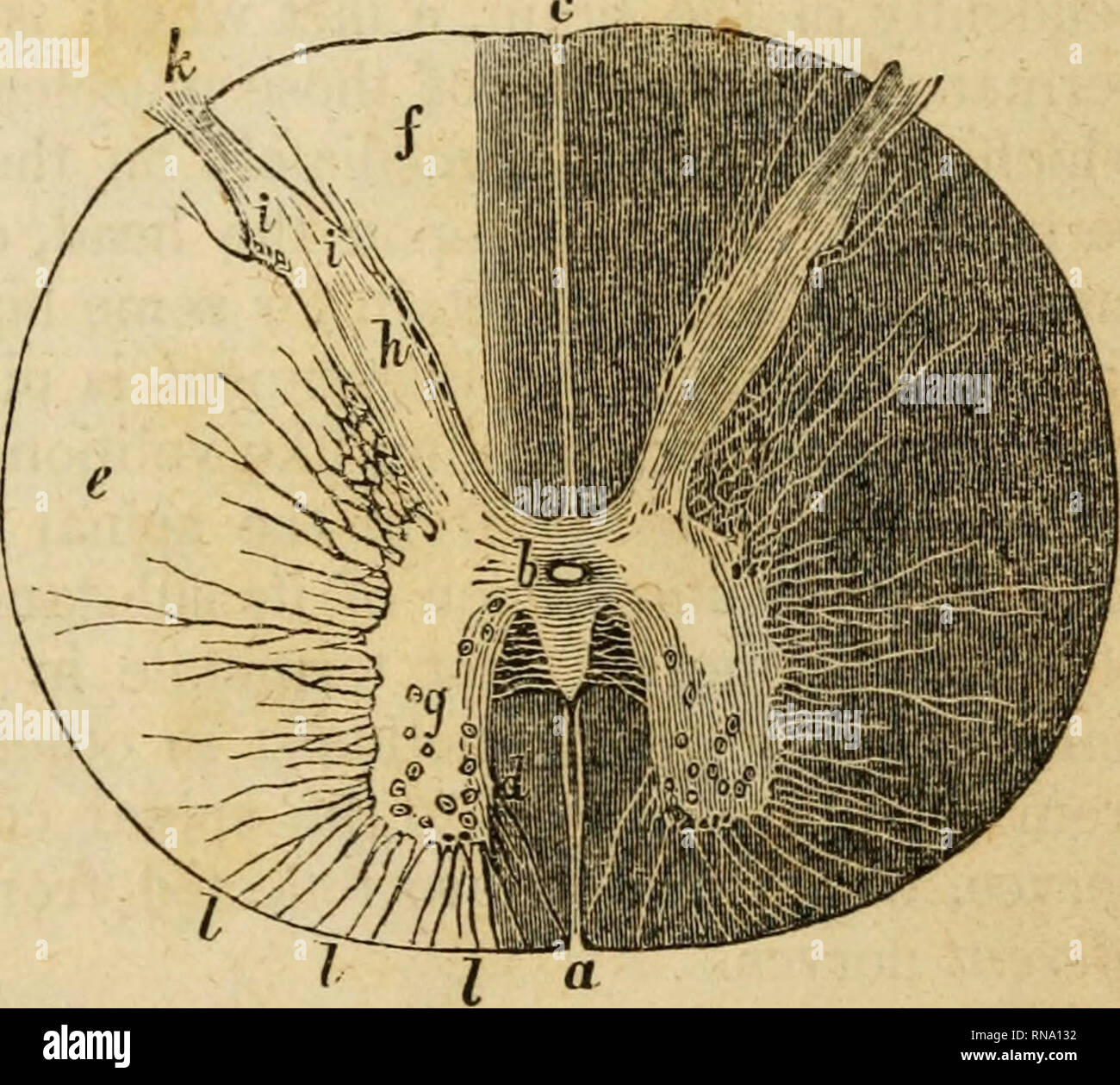 . Un recueil analytique des différentes branches de la science médicale, pour l'utilisation et l'examen des étudiants. Anatomie ; physiologie ; chirurgie ; l'obstétrique ; médecine ; Materia Medica. MEDULLA SPINALIS. 99 Fig. 25^ posés, cependant, qu'ils sont tous fusionnés en un tronc commun pour chaque filament de chaque nerf exécute un cours séparé et distinct de son point de départ à sa résiliation. Il sera donc d'être compris, qu'il est l'ivliiie ou fibreuses du cordon qui est connecté avec la division cérébro-spinale, et qui s'inquiète dans les sensations et volontaire ou^ « motion en othe Banque D'Images