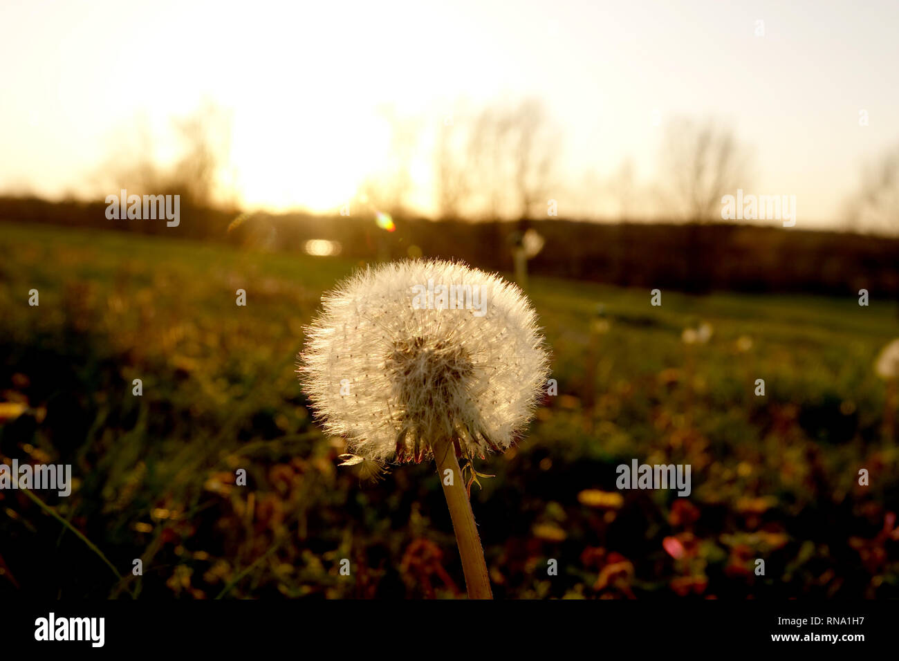 Le pissenlit au coucher du soleil Banque D'Images