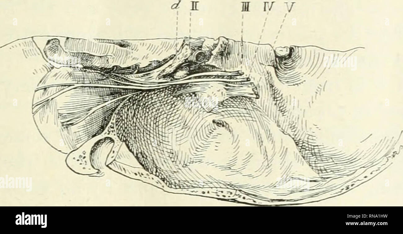 . Le dossier anatomique. Anatomie Anatomie ;. SPOLIA ANATOMICA ADDENDA I 485 direction oblique ; elle aussi est normal en apparence. Le sinus combiné étendue seulement à mi-chemin au-dessous de la Sella. L'ostia sont normales en taille et position. La cavité nasale est ample mais normal dans l'apparence et l'conchae, sauf le supérieur, sont de petite taille. Il y a quatre conchae sur le côté gauche, la cellule postérieure ethmoidal ouverture dans le méat suprême. Vers le milieu de la face ventrale (antérieur) partie de la paroi latérale du sinus droit immédiatement sous son toit il y a un vice de forme ovale (fig. Banque D'Images