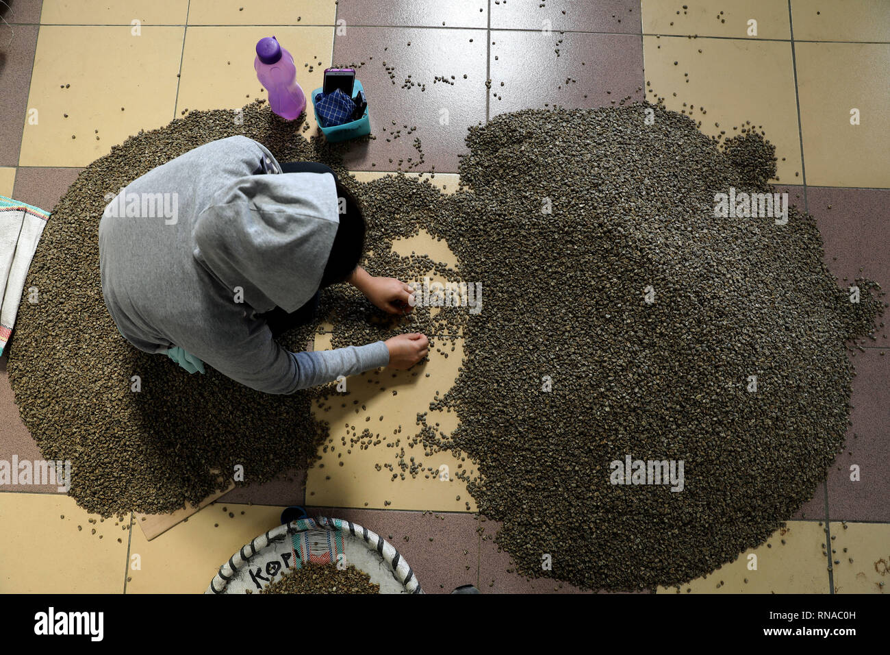 Jakarta, Indonésie. Feb 18, 2019. Un travailleur trie les grains de café vert Arabica pour l'exportation à Jakarta, Indonésie, le 18 février, 2019. Credit : YT Haryono/Xinhua/Alamy Live News Banque D'Images