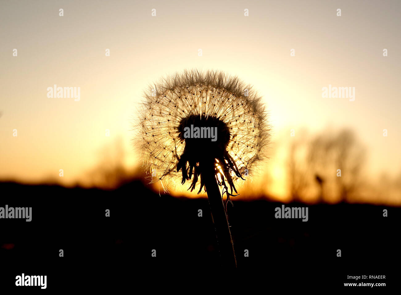 Le pissenlit au coucher du soleil Banque D'Images