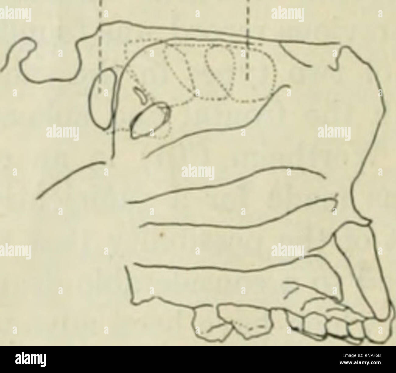 Un Sphenoide Banque D Image Et Photos Alamy