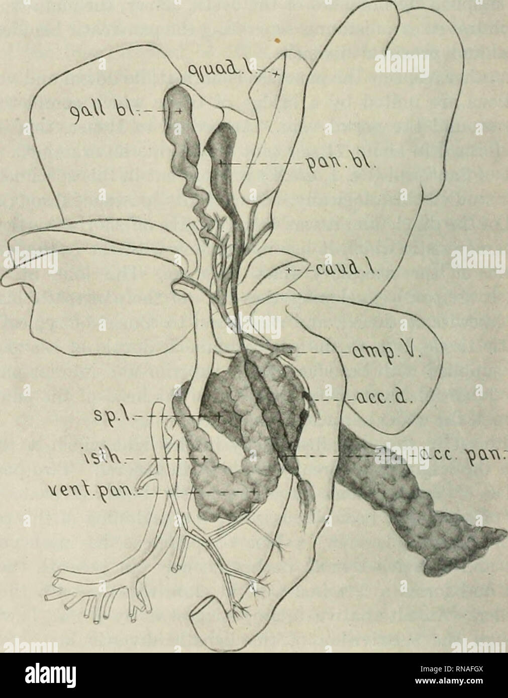 . Le dossier anatomique 1922-1923. L'anatomie. 198 Edward A. BOYDEN pancréas" (Lewis, cité par Dresbach, '11). Dans cette optique, la fréquence de la double vésicule biliaire dans le cat a été cité. Miller une fois trouvé une telle condition dans un frère d'un chat avec une vessie pancréas, et dans un nombre assez limité de. Fig. 1 vessie pancréatique chez un jeune chat femelle. acc.d., accessoire air (Santorin) ; acc.pan., lobe accessoire de tissus pancréatiques enveloppant le conduit pancréatique de la vessie ; a.C., l'ampoule de Vater ; caud.l., lobe caudé du foie ; gall. hi, de la vésicule biliaire ; islh., istlunus connec Banque D'Images