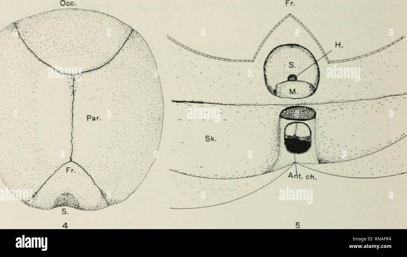. Le dossier anatomique. Anatomie Anatomie ;. 358 F. E. CHIDESTER de tlu' al-ccrcln à vésicules tlic flexure cervicale, tandis que l'coiitrnl l)raiii mesuré 9 mm. Dans un correspoiuliuf ! ; région ; le cerveau contrôle mesuré 7 mm. Grâce à l'hemi cérébral.domaines. tandis que le cerveau de l'anoph- thalmic mesurée chez le rat mais 2 mm. à travers les vésicules latérales. L'étude de la s(>rial montrent l'absence apparente de la cor- pus calleux. Les ventricules, cependant, a montré qu'une légère agrandir- ment, sans une hydrocéphalie marquée ; l'hypoi^hysis était présente, mais l'épiphyse est absente, ou si présent je Banque D'Images