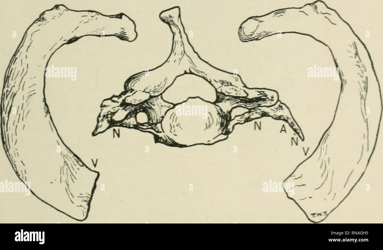 . Le dossier anatomique. Anatomie Anatomie ;. TYPE DE TRANSITION DE LA ...