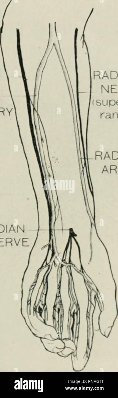 . Le dossier anatomique. Anatomie Anatomie ;. La distribution des nerfs de l'artère radiale 247 artères, comme on le voit sur la figure 3 a reçu un nerf-sup])ly du rameau superficiel du nerf radial. Le canal carpien dorsal et son passage de l)ranches a également reçu les brindilles de ce nerf (fig. ")I. Nerf ULNAIRE ARTÈRE ULNAIRE. Nerf médian nerf radial superficiel (ramus je l''ARTÈRE RADIALE j'{^. 3 niafir.un pour illustrer le nerf-alimentation de l'ulnaire et radial arm artères à l'crficial sui)volar arch. L'artère radiale, bien que parfois la réception d'une branche de l'appareil locomoteur, obtient le nerf cutané Banque D'Images