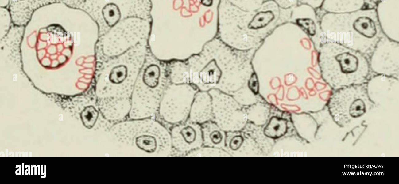 . Le dossier anatomique. Anatomie Anatomie ;. Fig. 10 Deux adjac'C'jjartly iif fused capsul'-s contenant une ramification capil- lary. X 720. 6&gt ;/^^y -4. Fig. n. IMiagocvt" jusqu'au foie d'un chat. X lO.lO. Les reins quelques sliowecl lésions anciennes hut rien d'autre des conséquen- ces (luence. En dépit de la phagocytose des érythrocytes active vovy dans les capillaires du foie de ce chat j'ai trouvé aucune indication que jamais- de l'activité phagocytaire de la part du parenchyme hépatique il.auto comme observé par Browicz ('99). Je n'xor voir instances de. Veuillez noter que ces images sont extraites de la page numérisée Banque D'Images