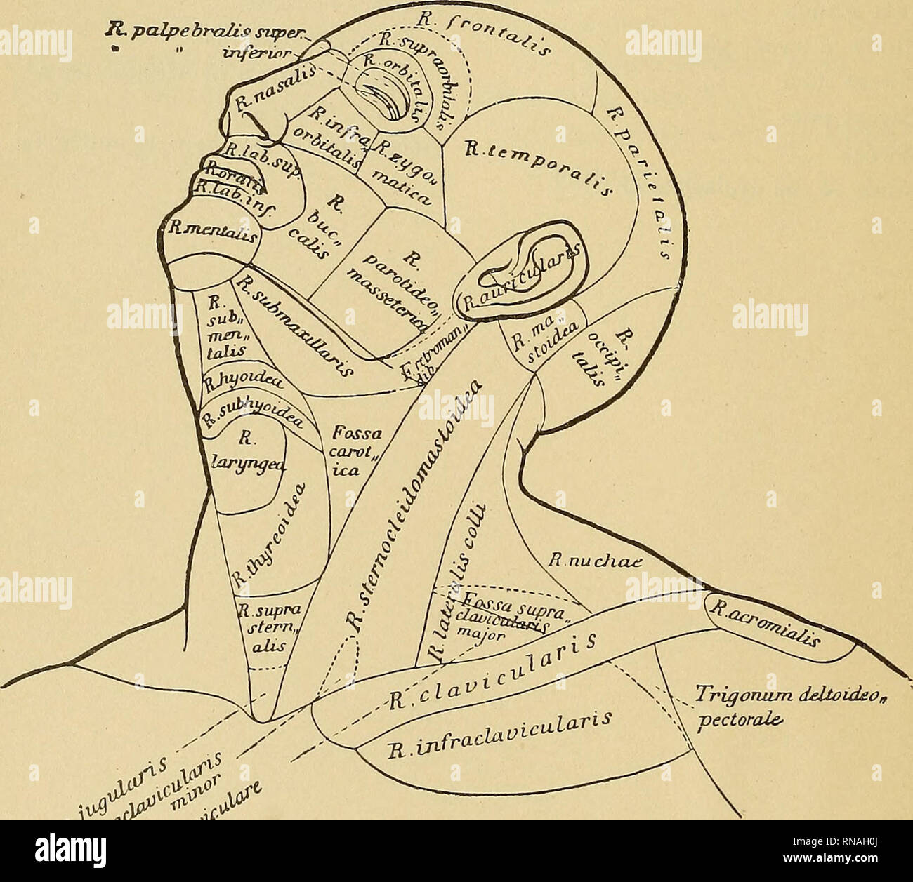 La terminologie anatomique, avec une référence particulière à la (B N A).  L'anatomie. 97 Nomenclature anatomique Regiones corporis humani auctoribus  Merkel, Riidinger Toldt,. Linea Linea mediana mediana anterior posterior  sternalis parasternalis