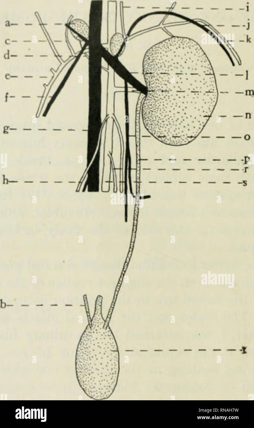 Le Dossier Anatomique Anatomie Anatomie 222 11 H Lll Nt Tin Taille De Lt Ho Kidufy De Cat 1 Unci Des Reins De Plusieurs Nomml Les Chats Males Chats 2 3 4 Le Dossier Anatomique Anatomie Anatomie 222 11 H Lll Nt Tin Taille De Lt Ho Kidufy De Cat 1 Unci Des Reins De Plusieurs Nomml Les Chats Males Chats 2 3 4