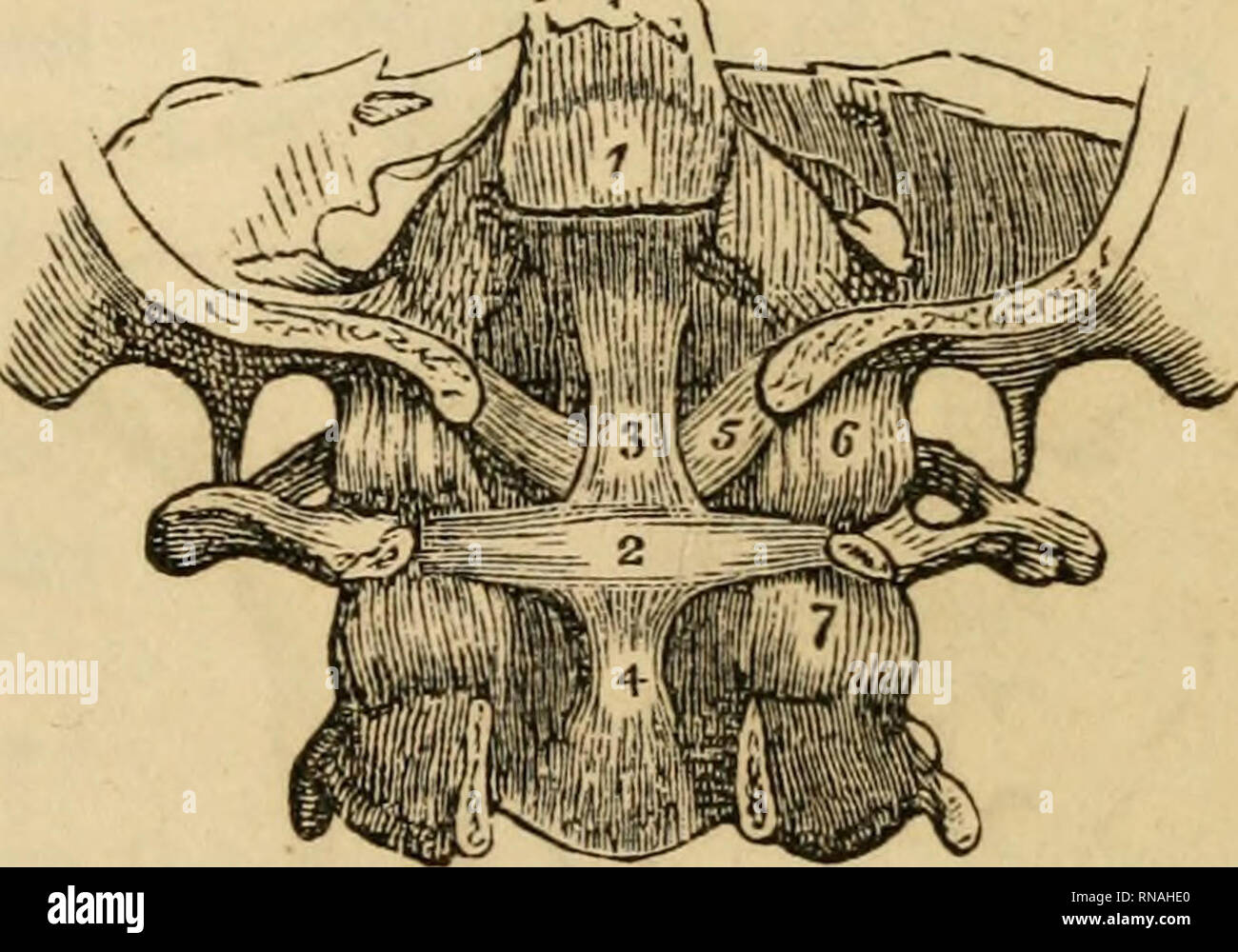 . Un recueil analytique des différentes branches de la science médicale, pour l'utilisation et l'examen des étudiants. Anatomie ; physiologie ; chirurgie ; l'obstétrique ; médecine ; Materia Medica. ATLAS et dentata. 51.-l'apophyse les espaces entre les processus sont remplis par le sinnal liganierits-inter. Dans l'arrière ils sont triangulaires, dans les reins quadrangulaire, et dans le cou déficient ou insuffisant. Le bord libre du ligament est épais et cordon-comme.^ Nuchce Ligamentum.-Poursuite de la dernière, pour atteindre à partir de la septième vertèbre cervicale à la crête verticale sur l'occiput. Yelloiv ligaments sont entre e Banque D'Images