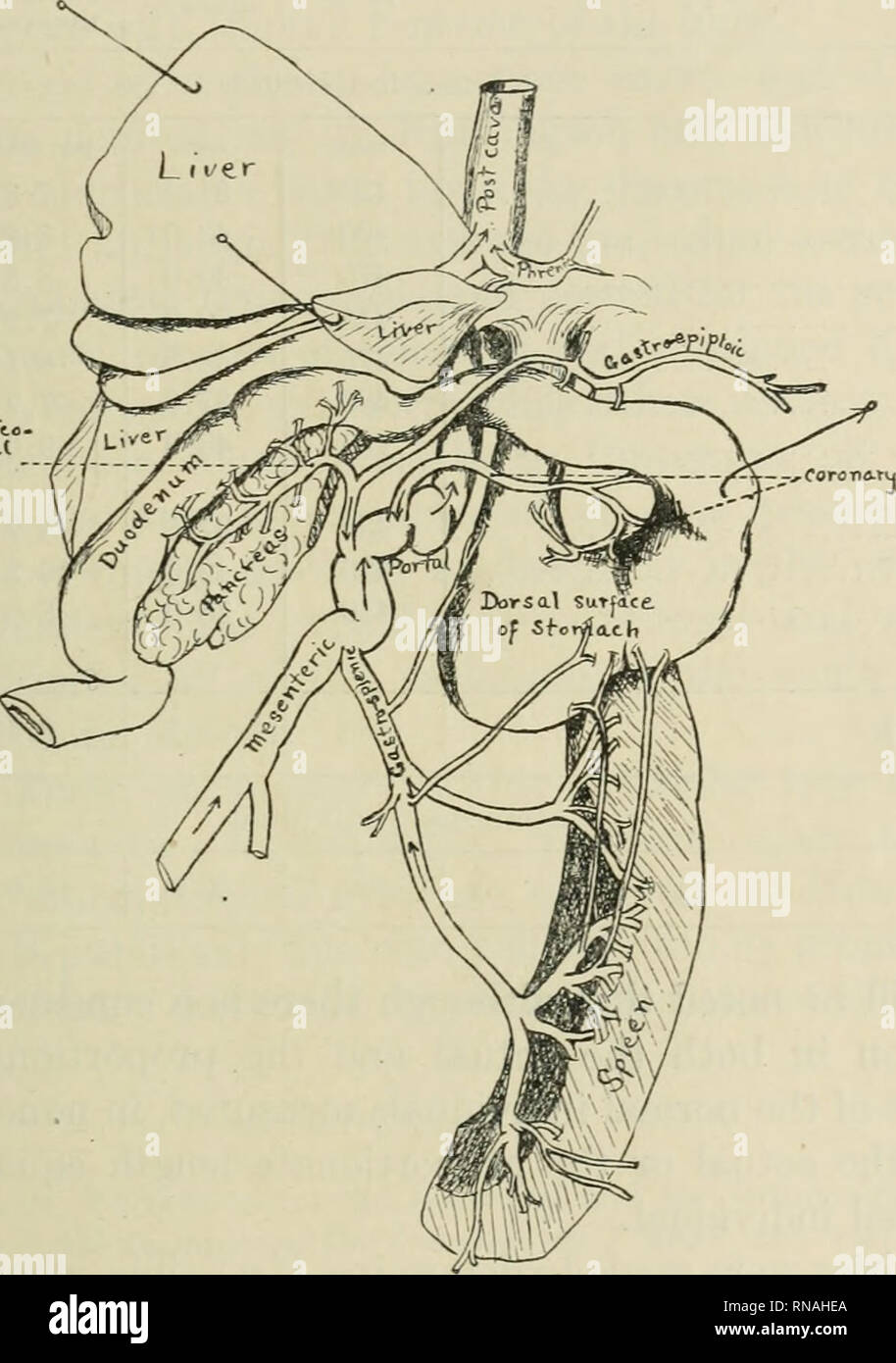 . Le dossier anatomique. Anatomie Anatomie ;. PORTAL LA CIRCULATION DU CAT 83 résultat de l'ingérence dans les fonctions normales du foie, les reins ont été undoubtedl}^ élargie. Ce fait est illustré par le tableau de mesures d'accompagnement de l'insuffisance rénale et le total des longueurs de corps faits à la personne et à l'anormal dix individus apparemment normaux pris au hasard à partir de spécimens Po."t&gt ;-e-tl't.o.. Fig. -I Détails de relations d'affluents portail dans l'individu normal vu à partir d'un point de vue semblable à celle de l'individu anormal montré dans Chiffre 2. dans le laboratoire simi Banque D'Images