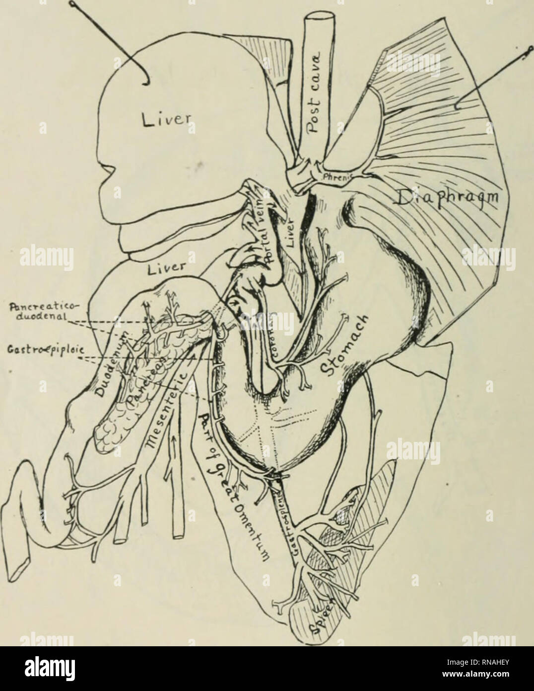 . Le dossier anatomique. Anatomie Anatomie ;. S2 INEZ WHIPPLE WILDER reusement l'anomalie de l'appareil circulatoire n'a pas été découvert à temps pour faire les liistological étude de foie ou de reins. En fait, aucun examen de ces organes a été faite alors que l'échantillon était frais, et que le liquide de préservation n'avait pas bien pénétré les organes abdominale antérieure, il était impossible de. Fig. 3 vue ventrale de la dissection de chat normal vu à partir d'un point de vue semblable à celui de la figure 1. déterminer si les flasques apparaissent quelque peu rétréci et de la foie était en raison d'une mauvaise conservation ou Banque D'Images