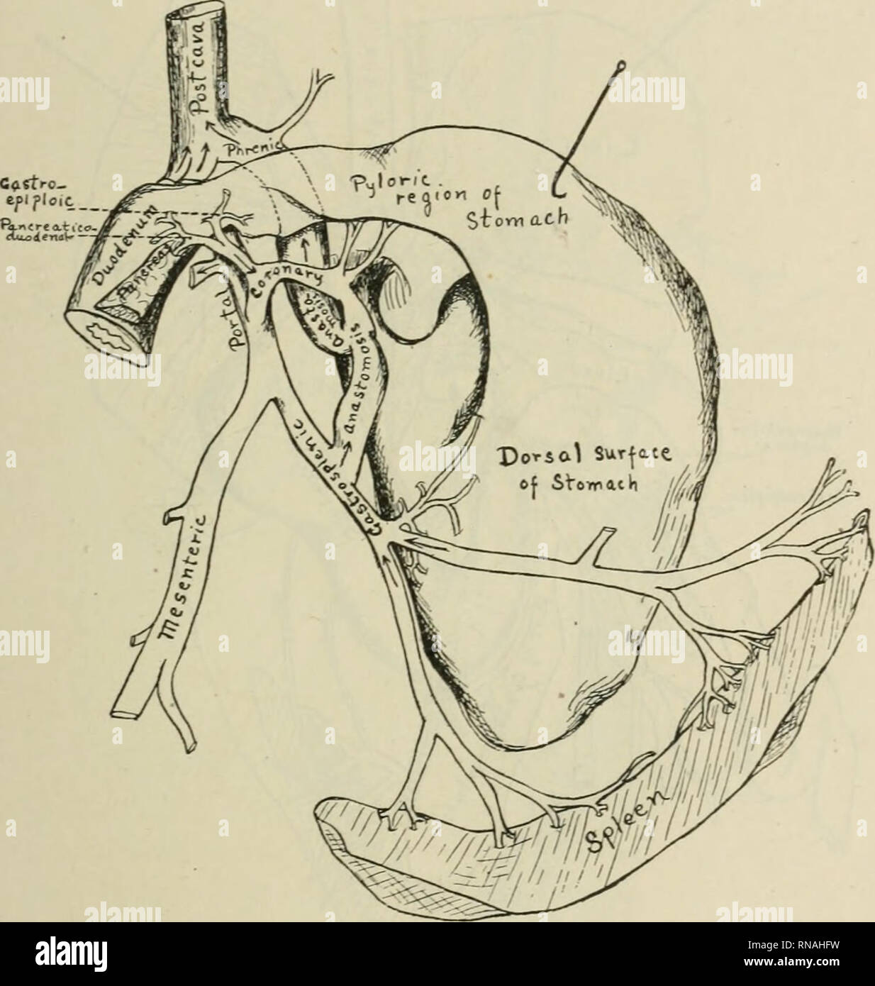 . Le dossier anatomique. Anatomie Anatomie ;. PORTAL LA CIRCULATION DU CAT 81 Il semble probable de la grande taille de la veine de garanties par rapport à la petite taille de la veine principale du portail, qu'une grande partie du sang avait échappé habituellement son cours normal à travers le foie capillaires, et il est entré directement dans la circulation principale, carrjdng avec toujours un excès de matières nutritives et de déchets azotés non converti.. Fig. 2 Détails de la connectique du système portal avec l'collateralchan- nel dans l'individu anormal, illustré en soulevant le pyl Banque D'Images