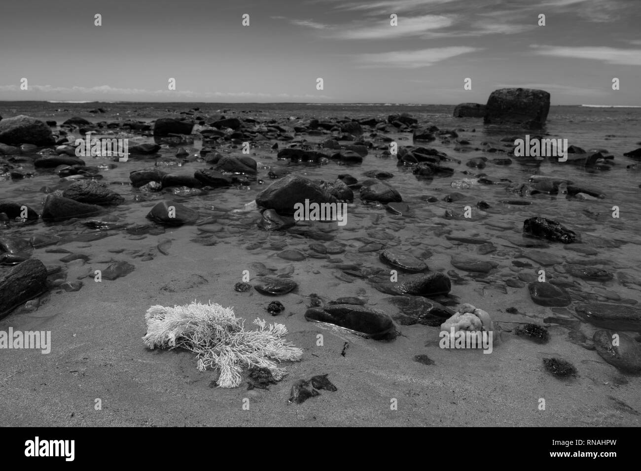 Les algues coralliennes mortes sur la plage Banque D'Images