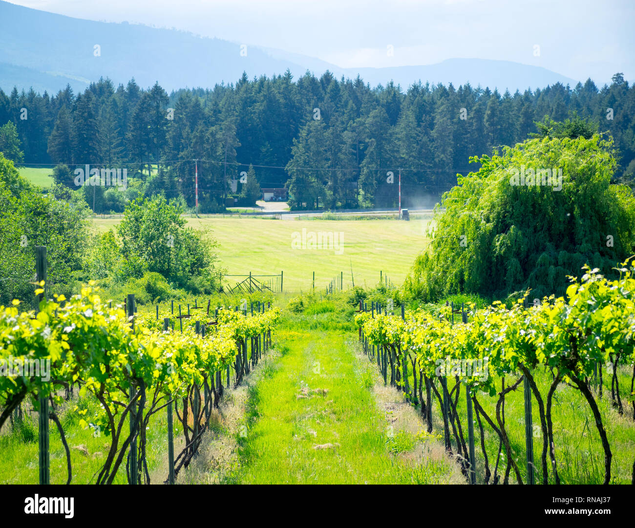 Une vue sur les vignes (vignoble) à Rocky Creek Winery à Cowichan Bay, Cowichan Valley, l'île de Vancouver, Colombie-Britannique, Canada. Banque D'Images