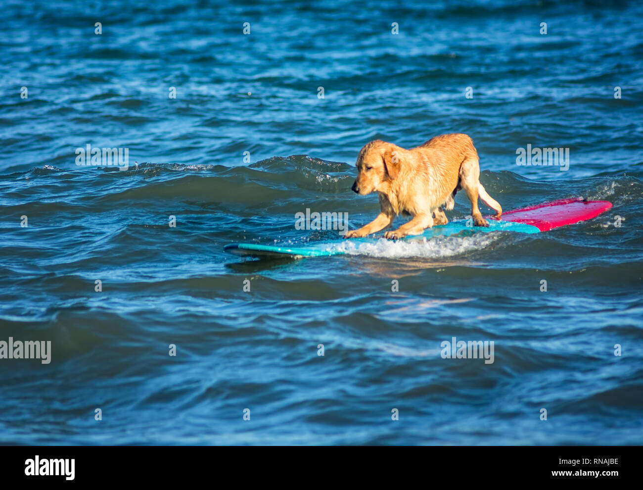 Dog surf sur la planche de surf sur la mer Banque D'Images