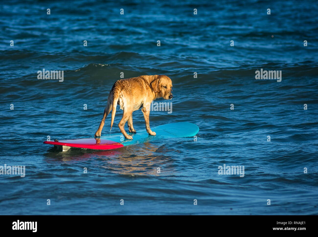 Dog surf sur la planche de surf sur la mer Banque D'Images